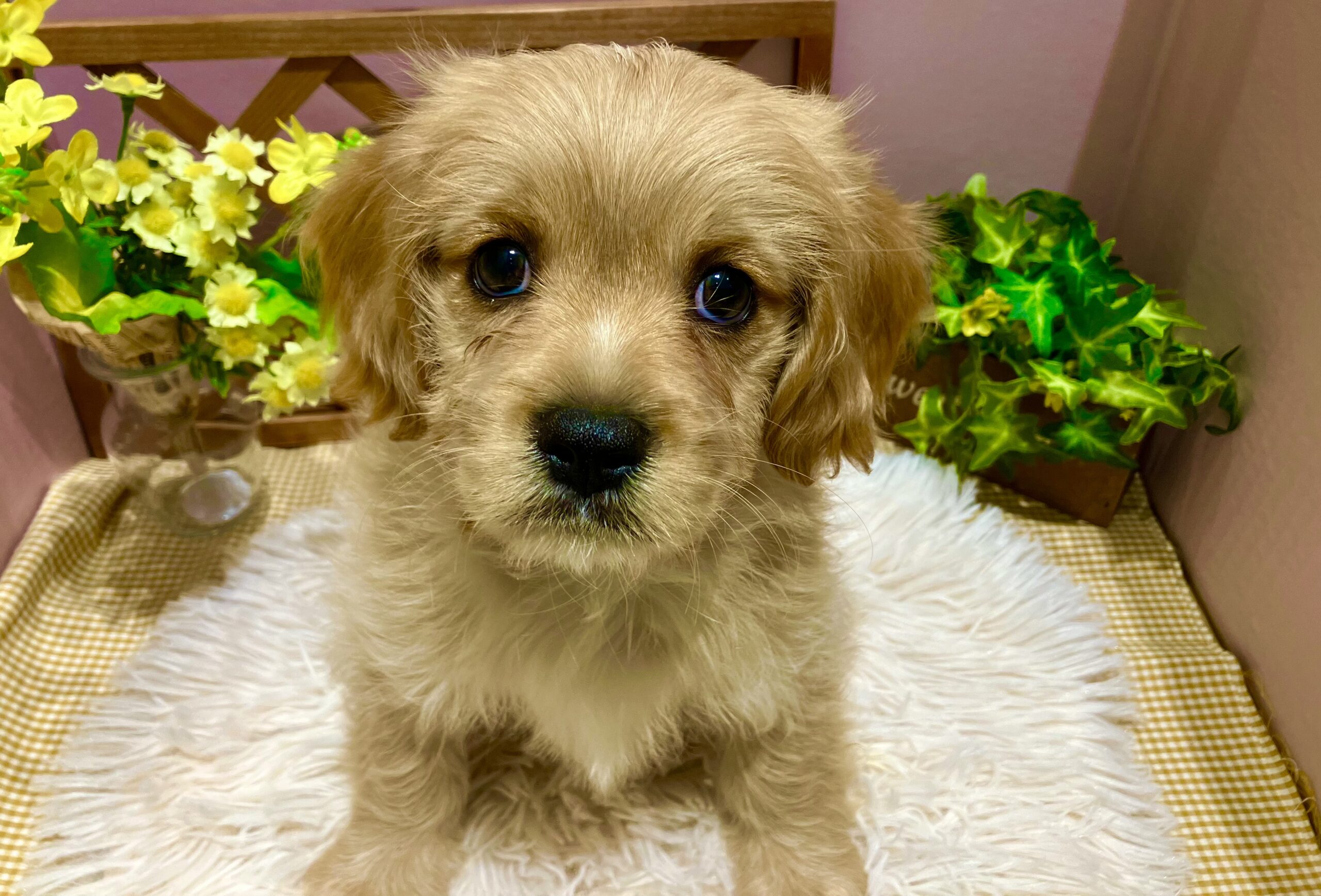 ✨🐶おすすめ犬バトンタッチ🐱✨