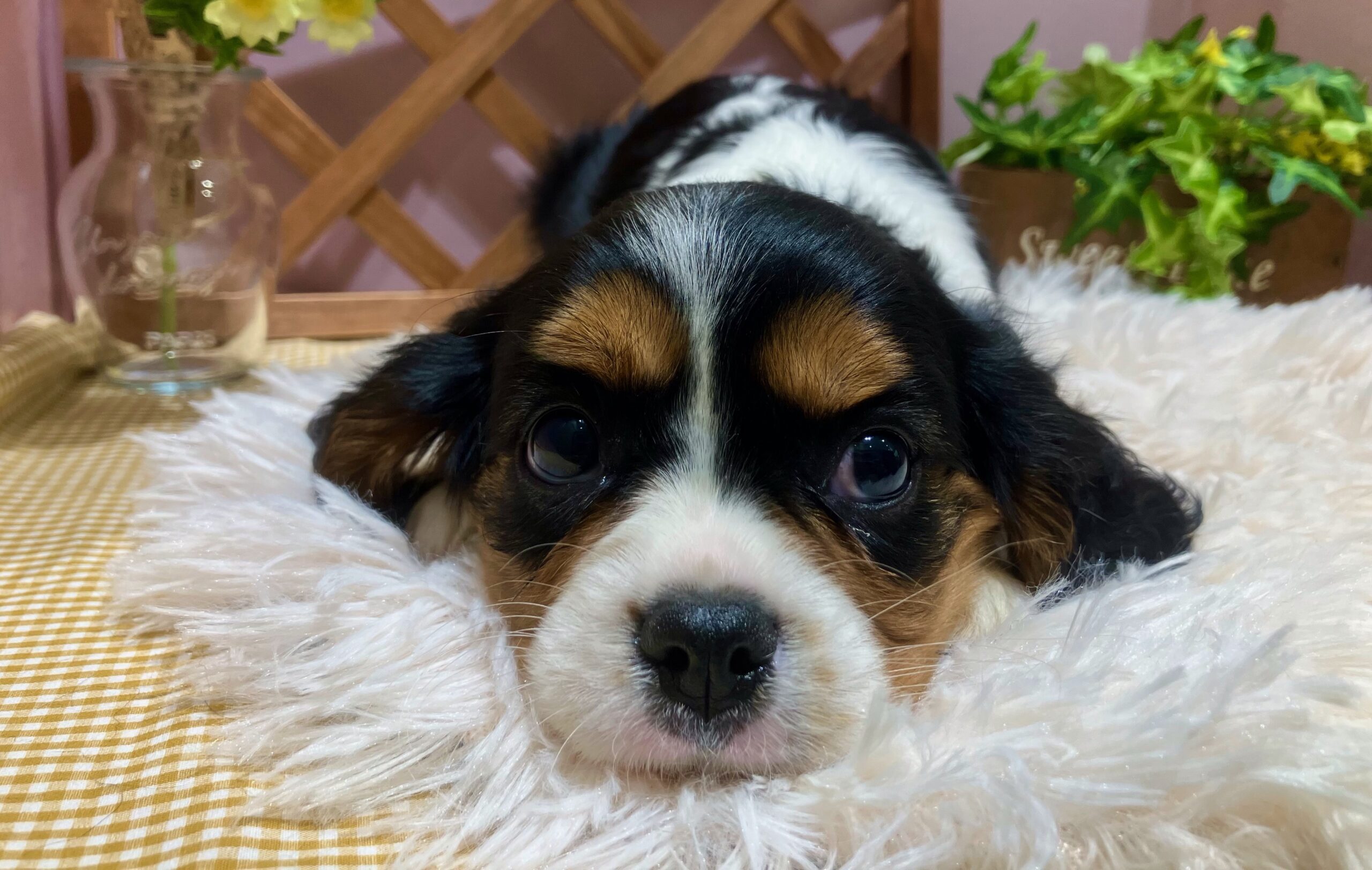 ✨🐶おすすめ犬バトンタッチ🐱✨
