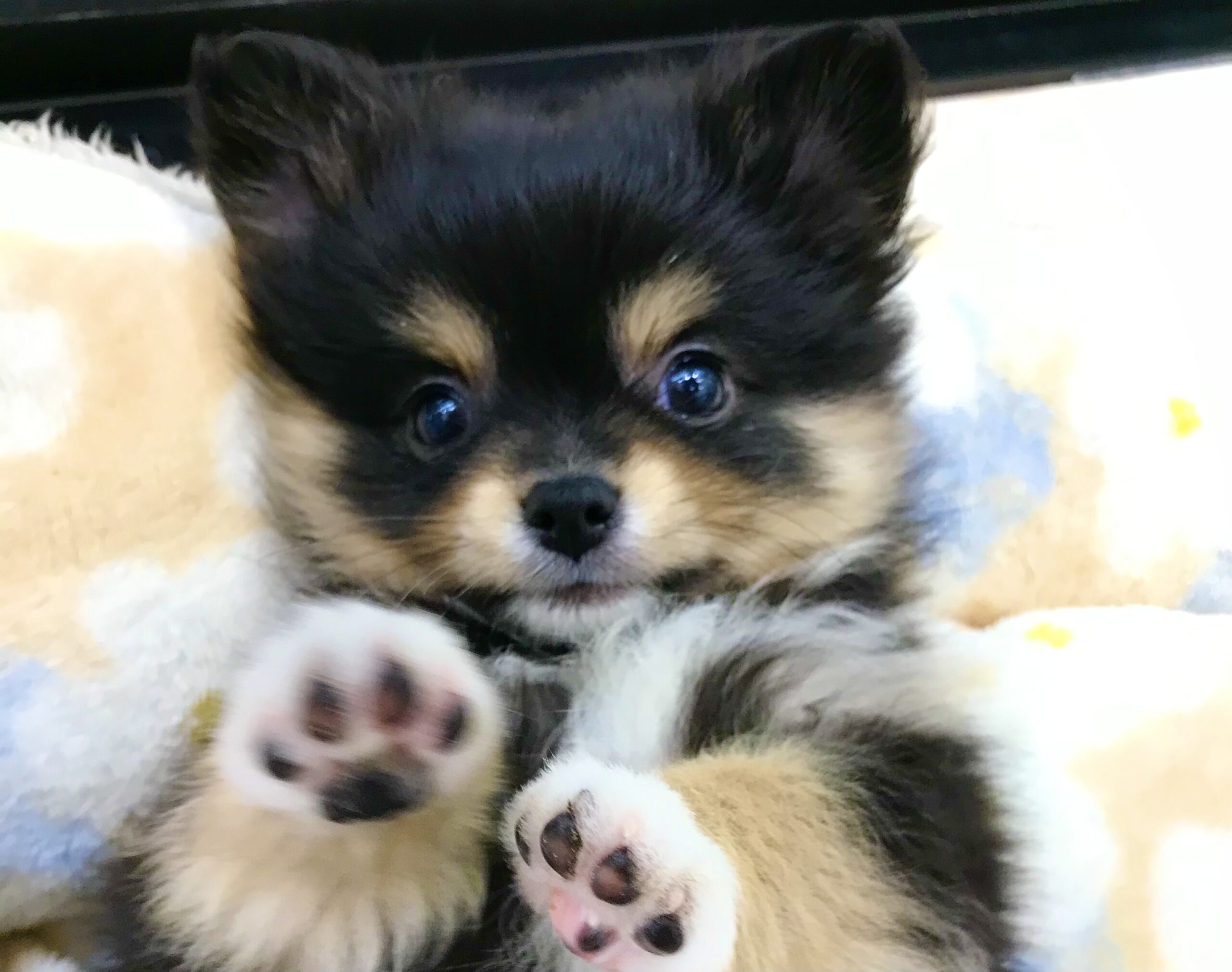 ✨🐶NEW　FACE🐱✨