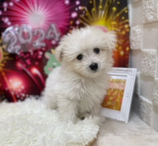 オススメ犬バトンタッチ☆