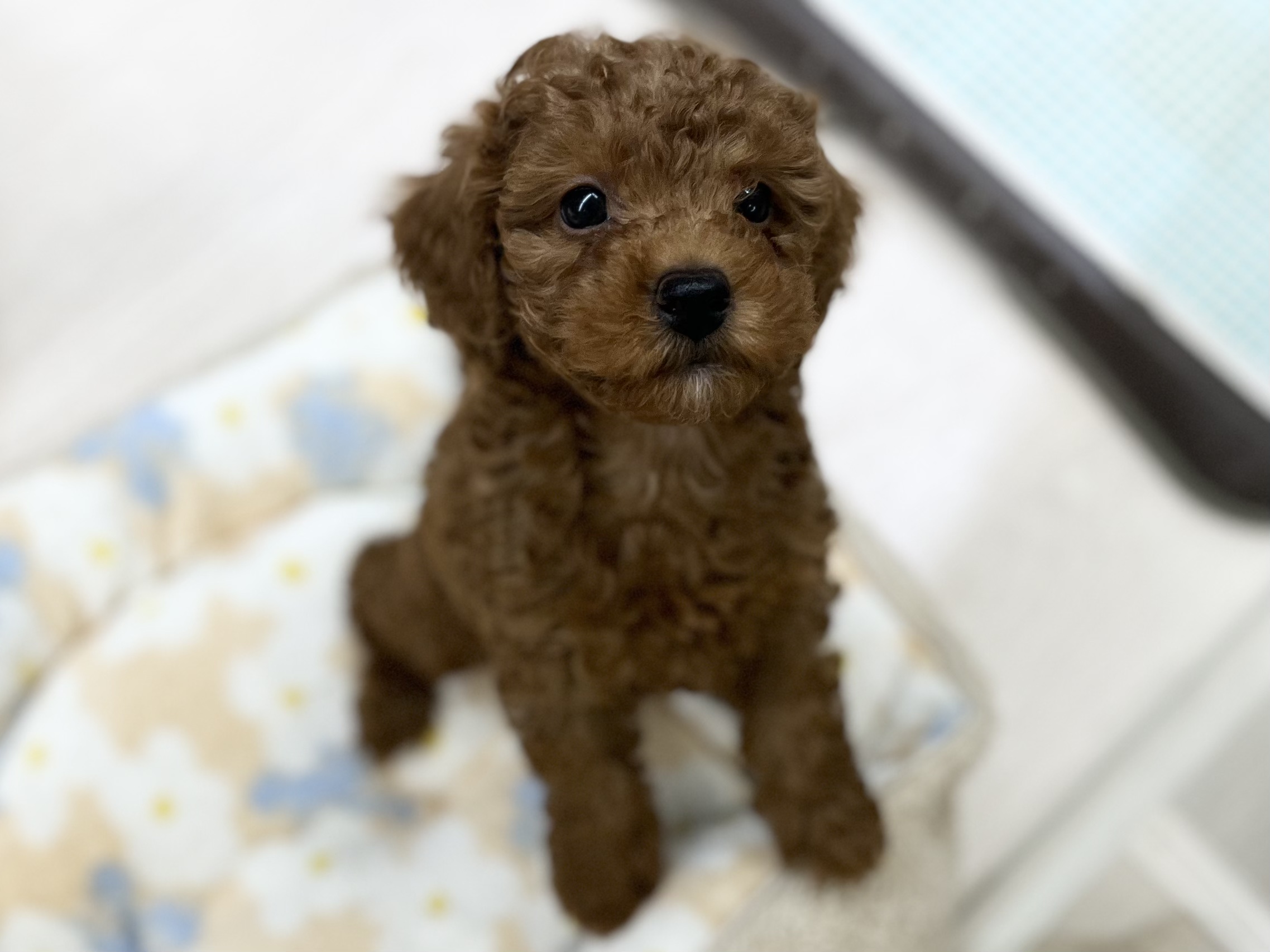 とってもめんこちゃん💗