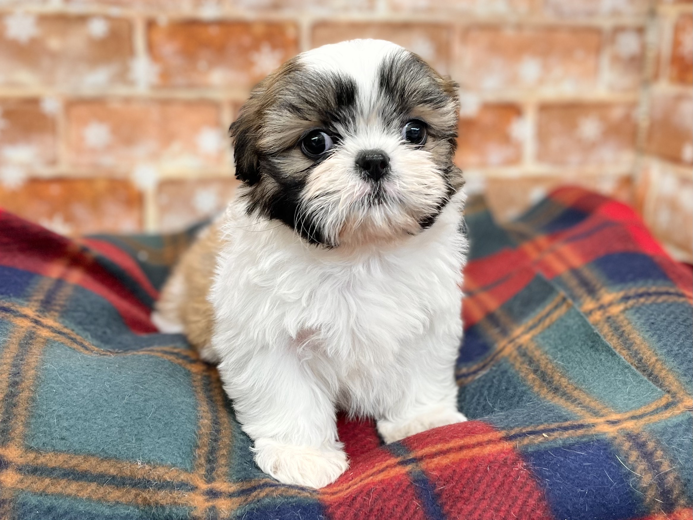 🐾❄️NEW FACE❄️🐾