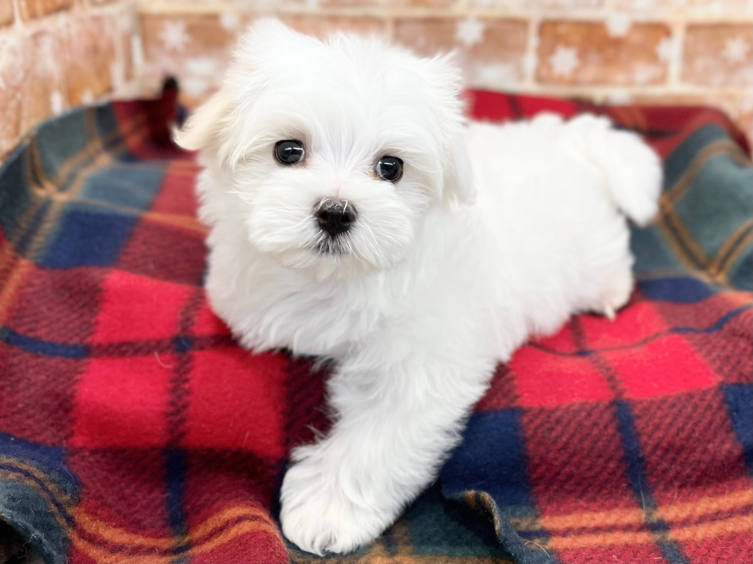 🐾❄️NEW FACE❄️🐾