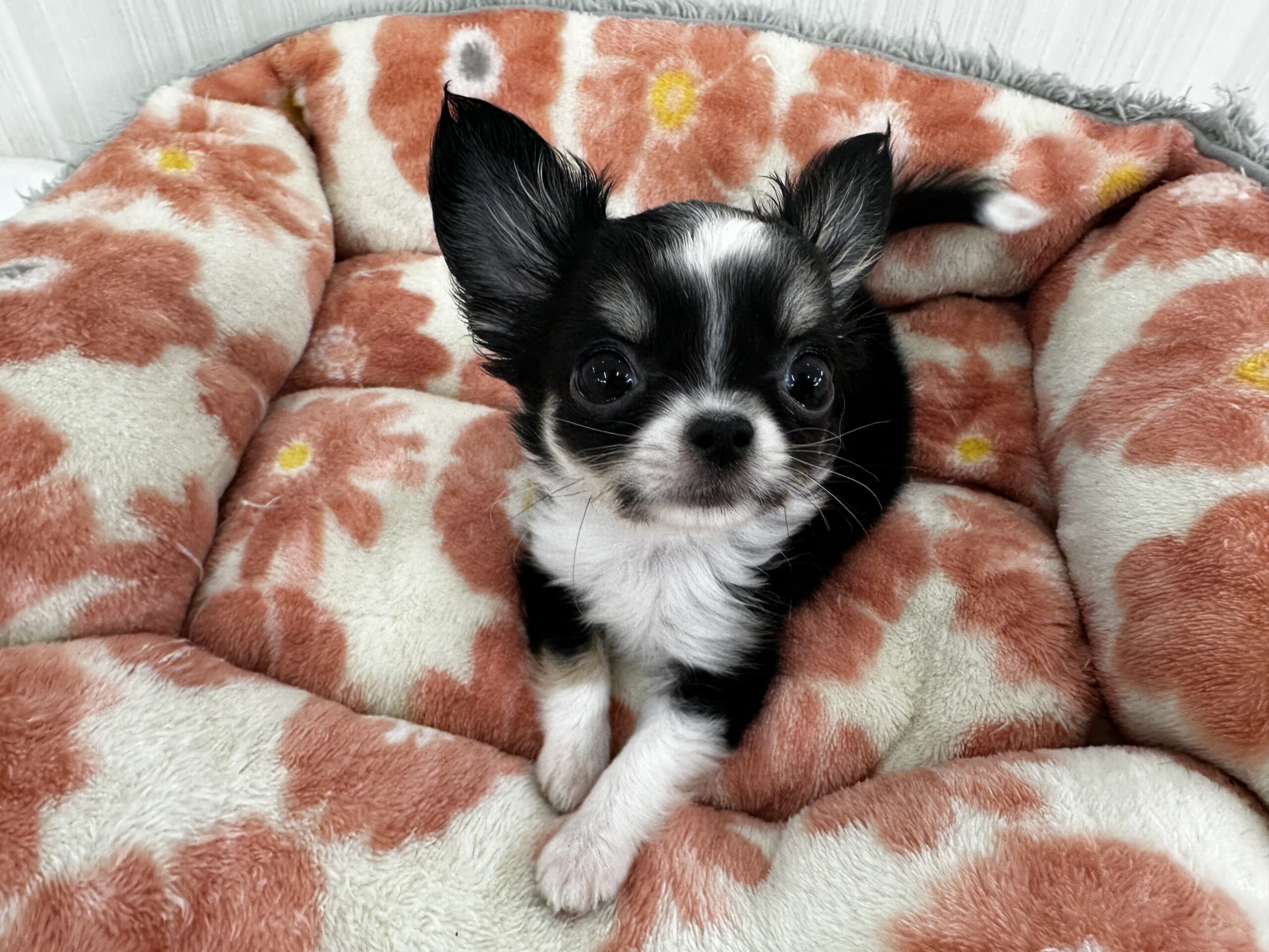 川沿店１番のあざと犬💘