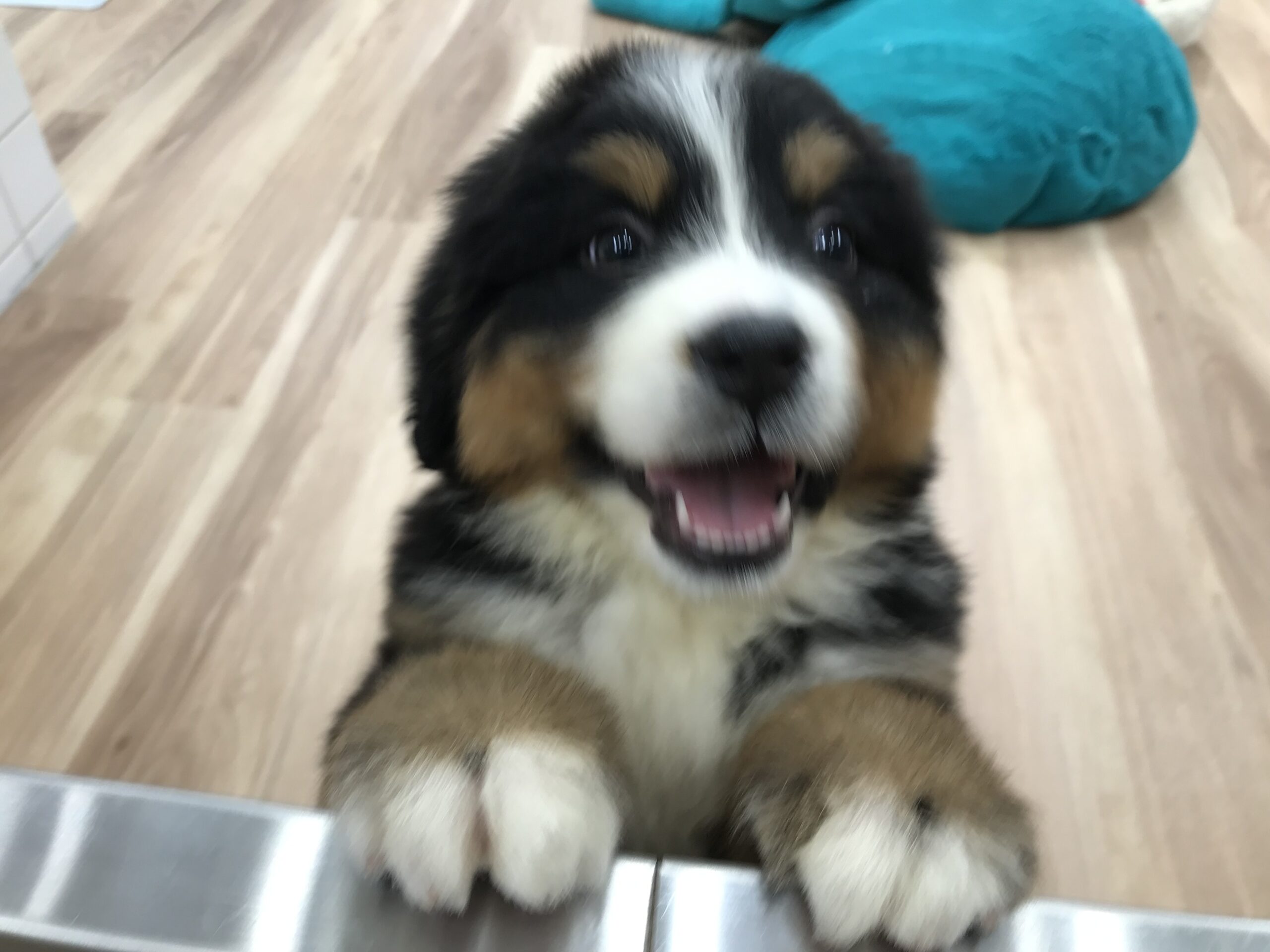 お家が決まりました✨