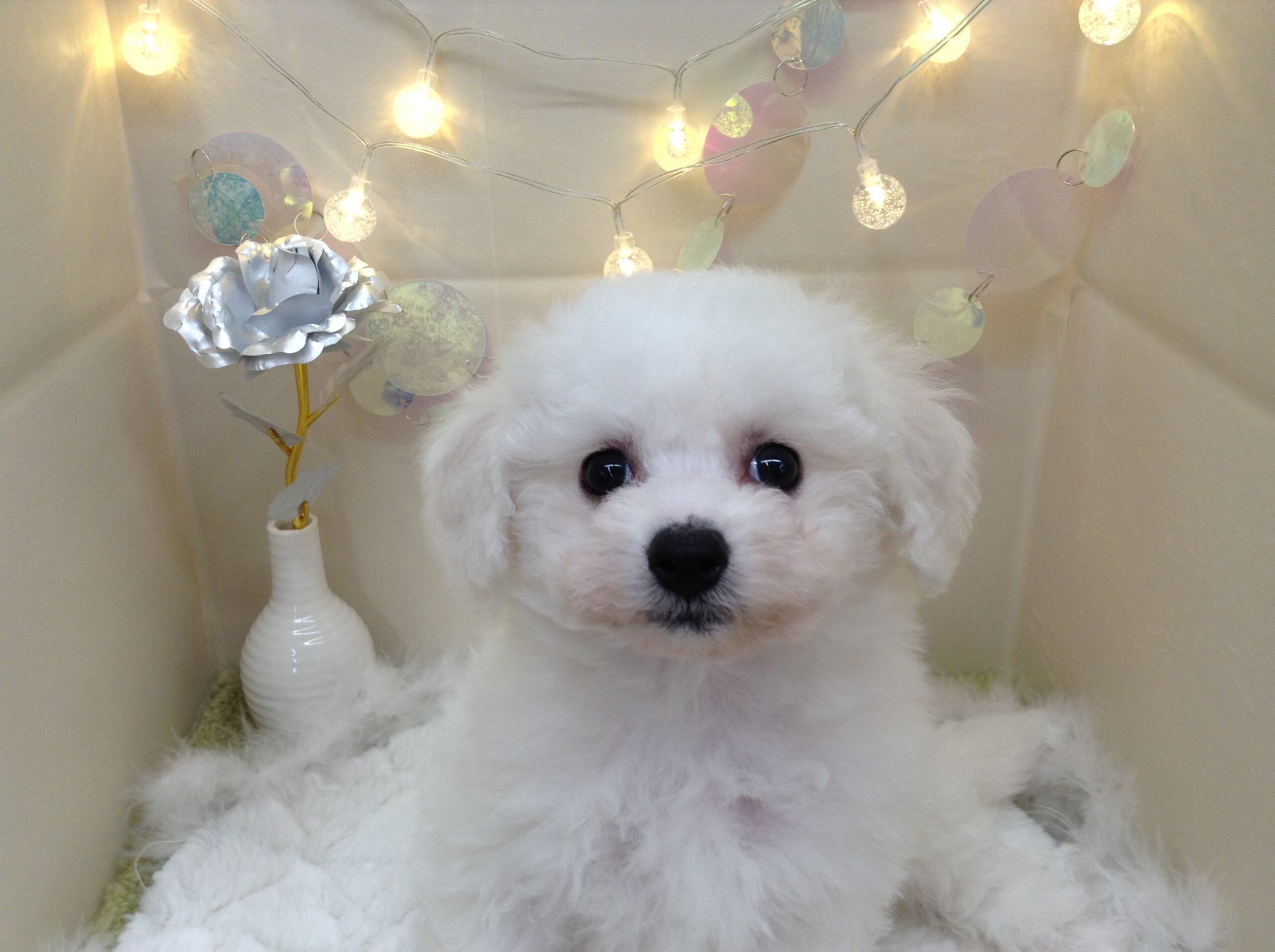 新入りわんこさん🐶💓