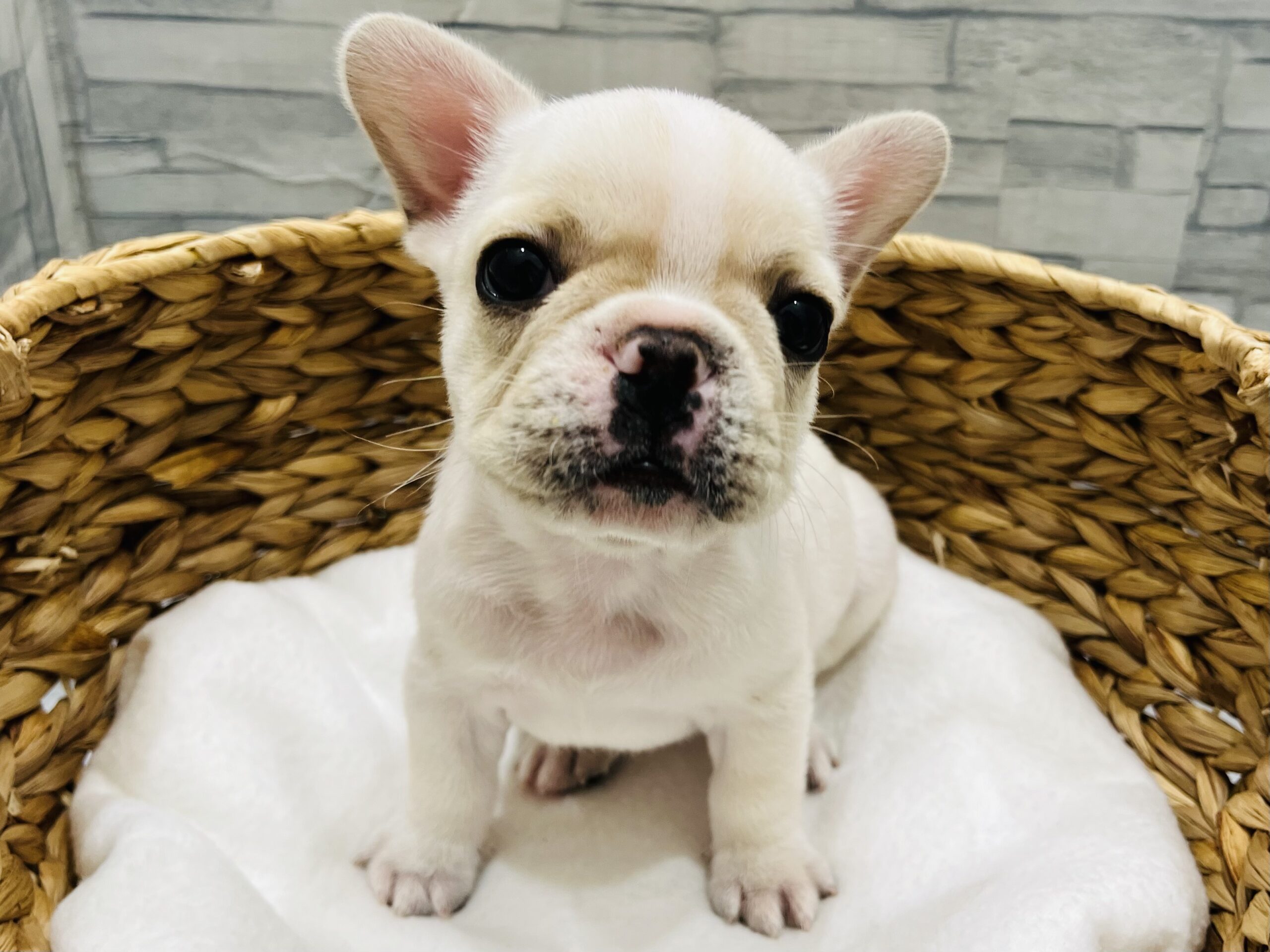 ☆おすすめ犬バトンタッチ☆