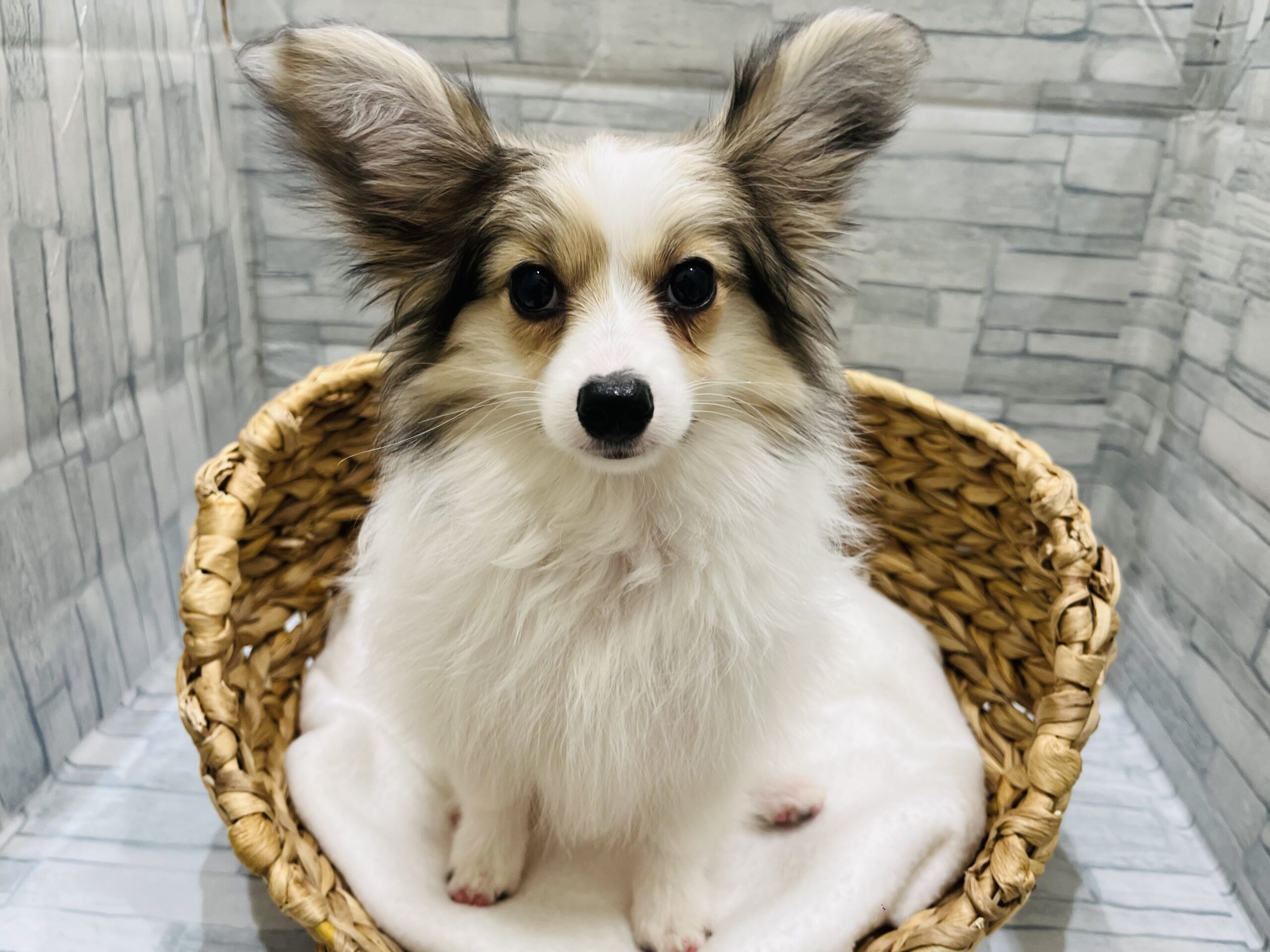 おすすめ犬交代！