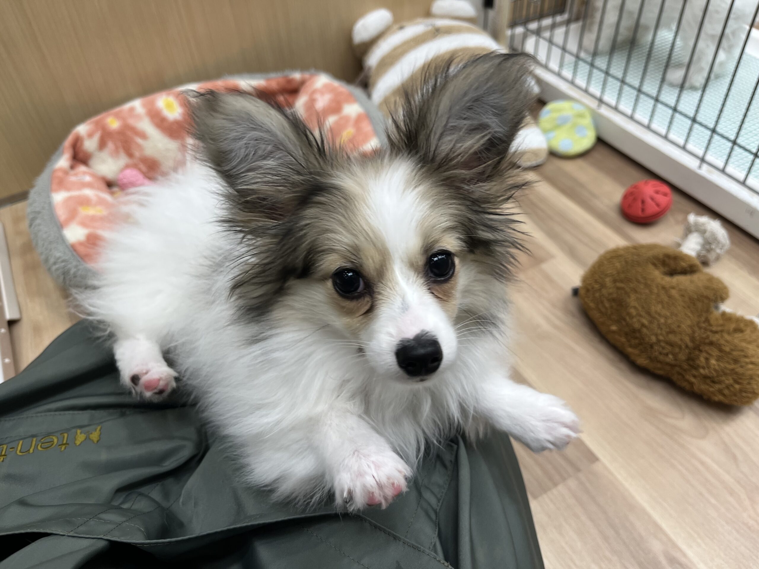 抱っこ大好きなパピちゃん♡