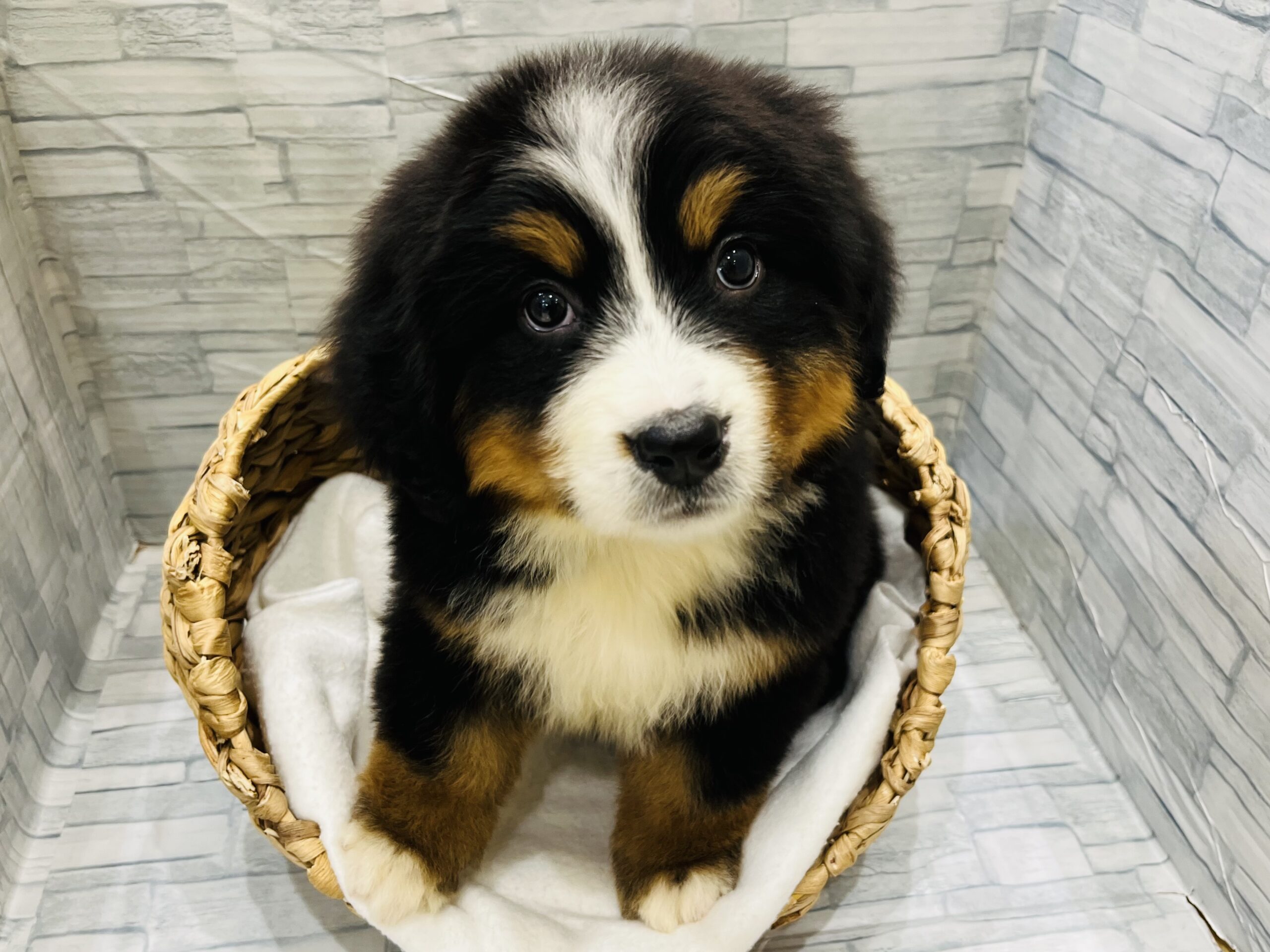 おすすめ犬バトンタッチ！