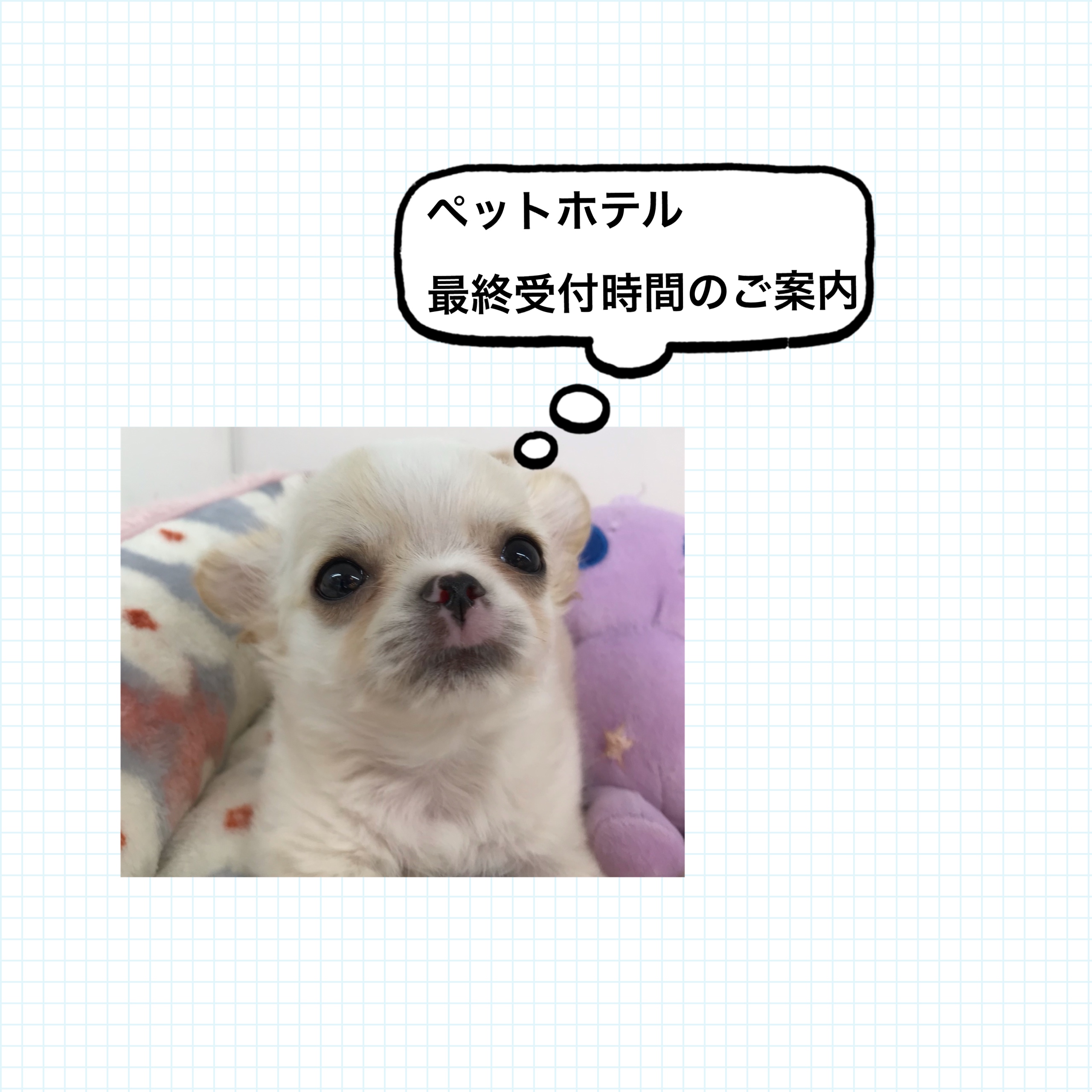 ☆ペットホテルの最終受付時間のご案内☆