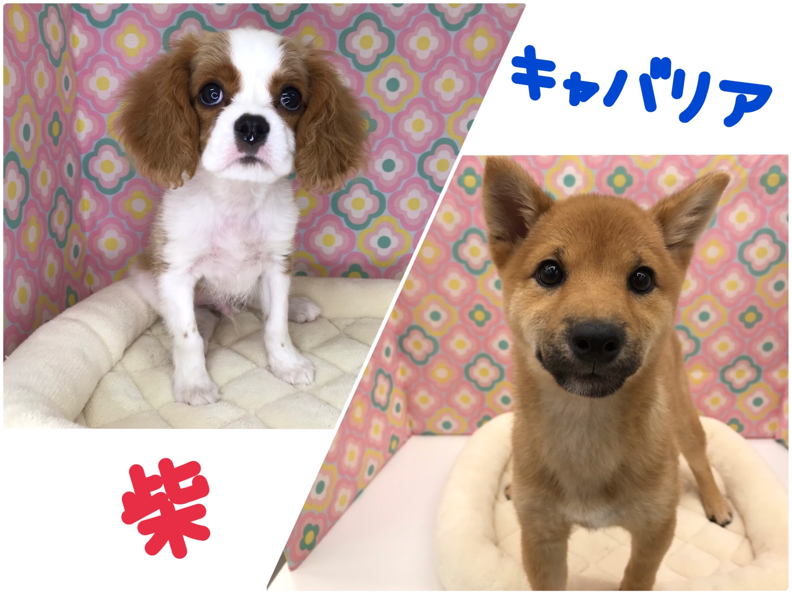 ☆新人さんご紹介☆