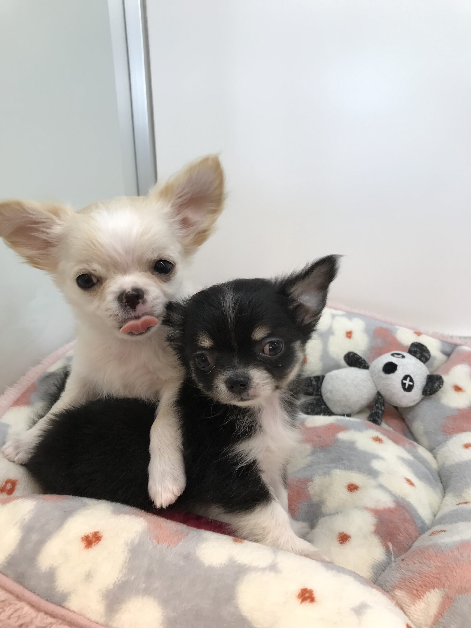 ☆ぼくのルームメイト☆