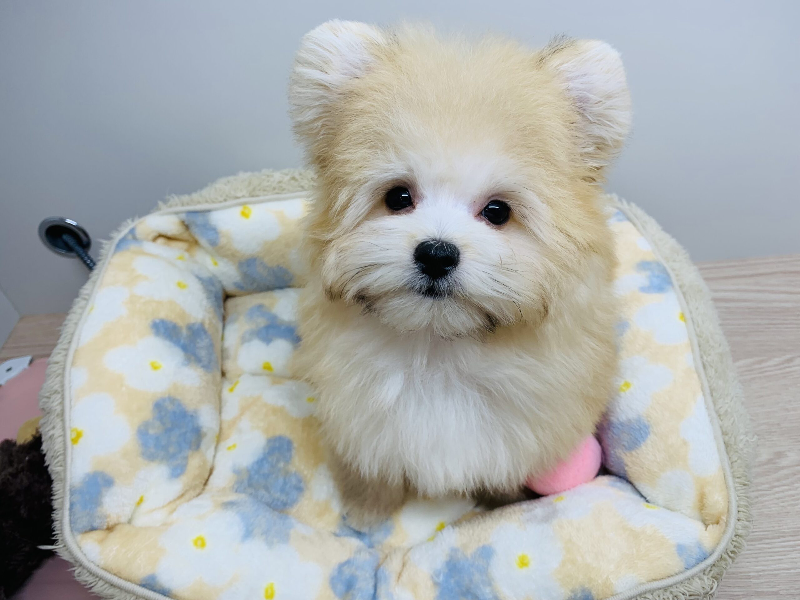 🐾おすすめ犬🐾