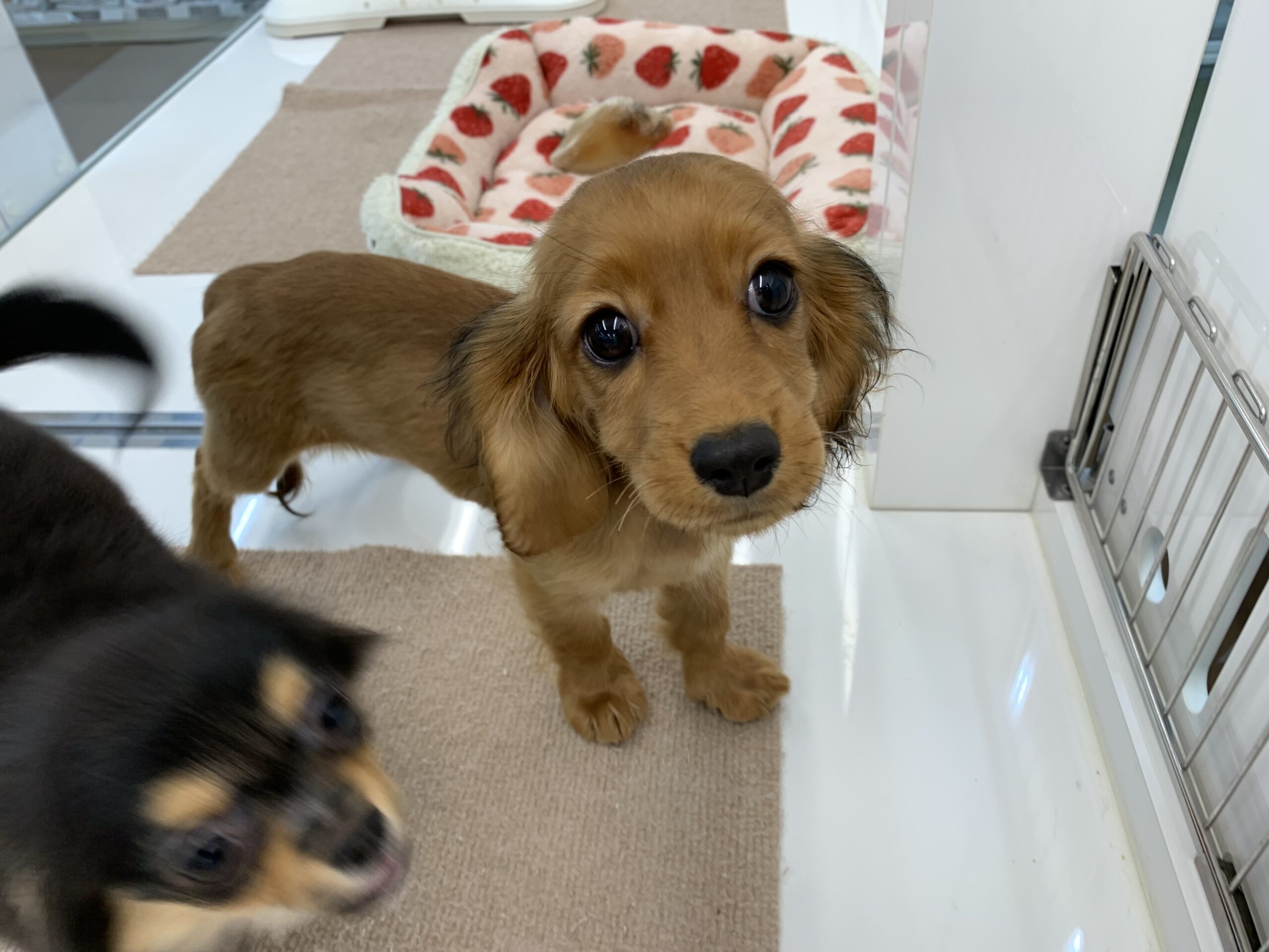 だばちゃんからのお知らせ★