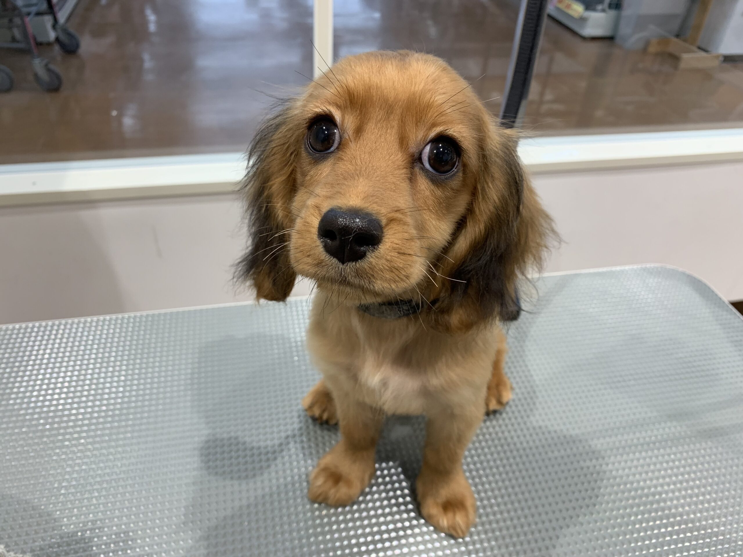 だばちゃんシャンプー♪