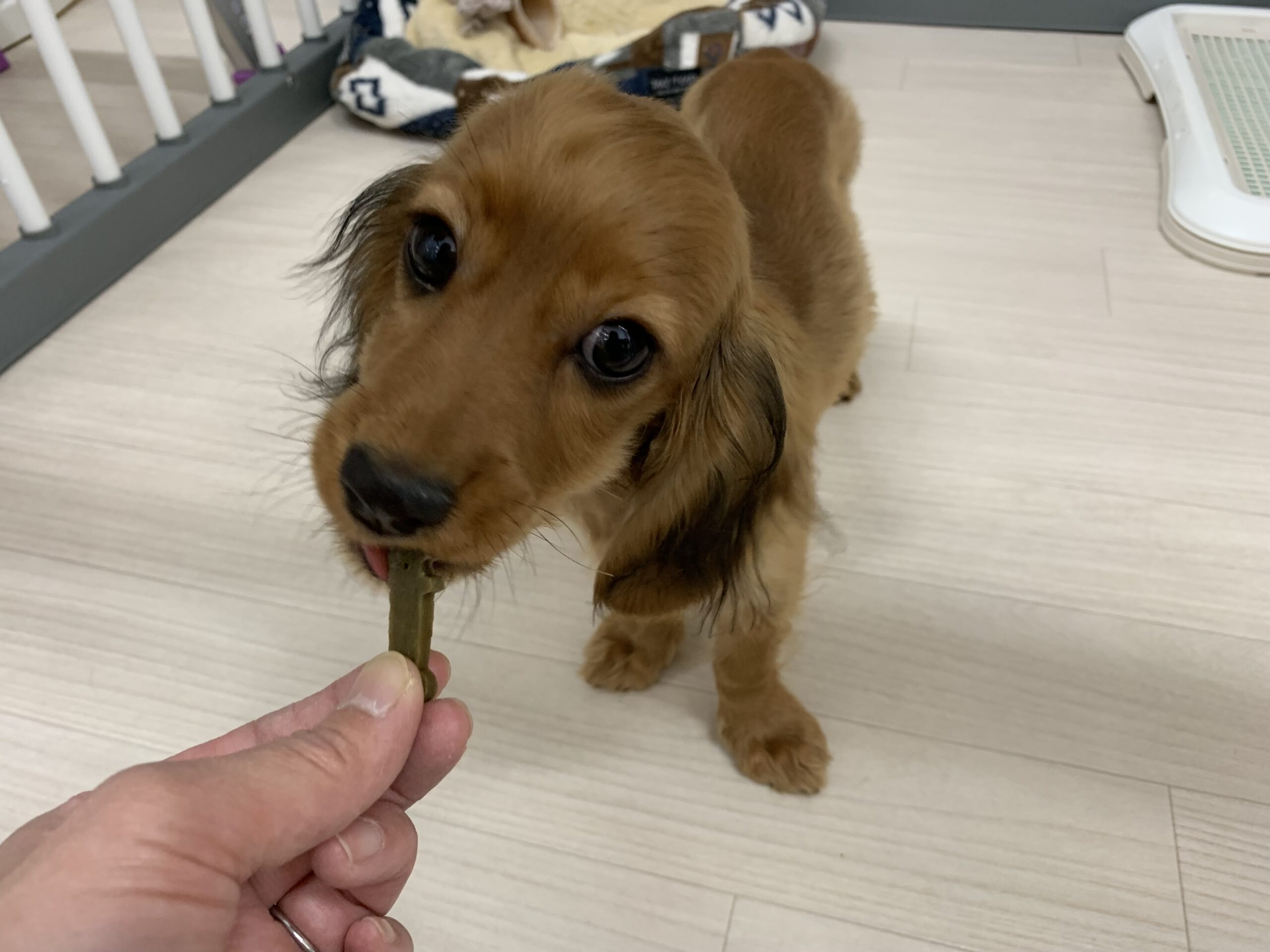 今日のだばちゃん♪