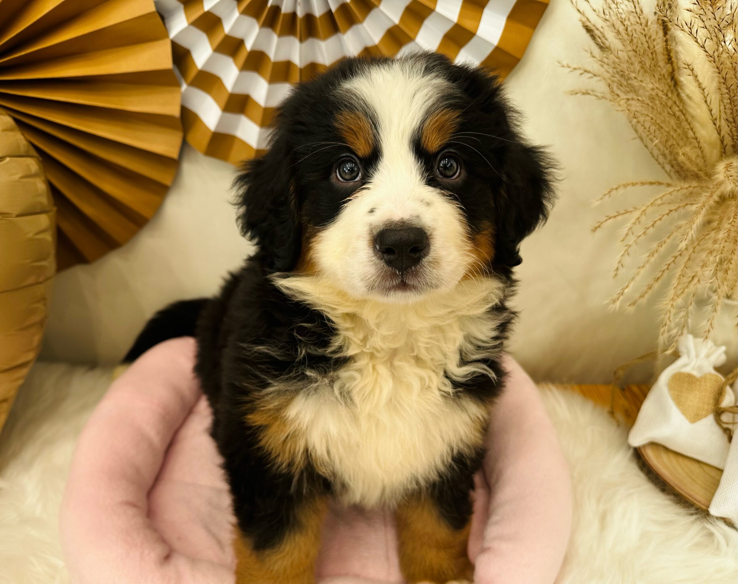 川沿店おすすめ犬💗