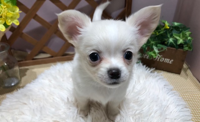 ✨🐶NEW　FACE🐱✨