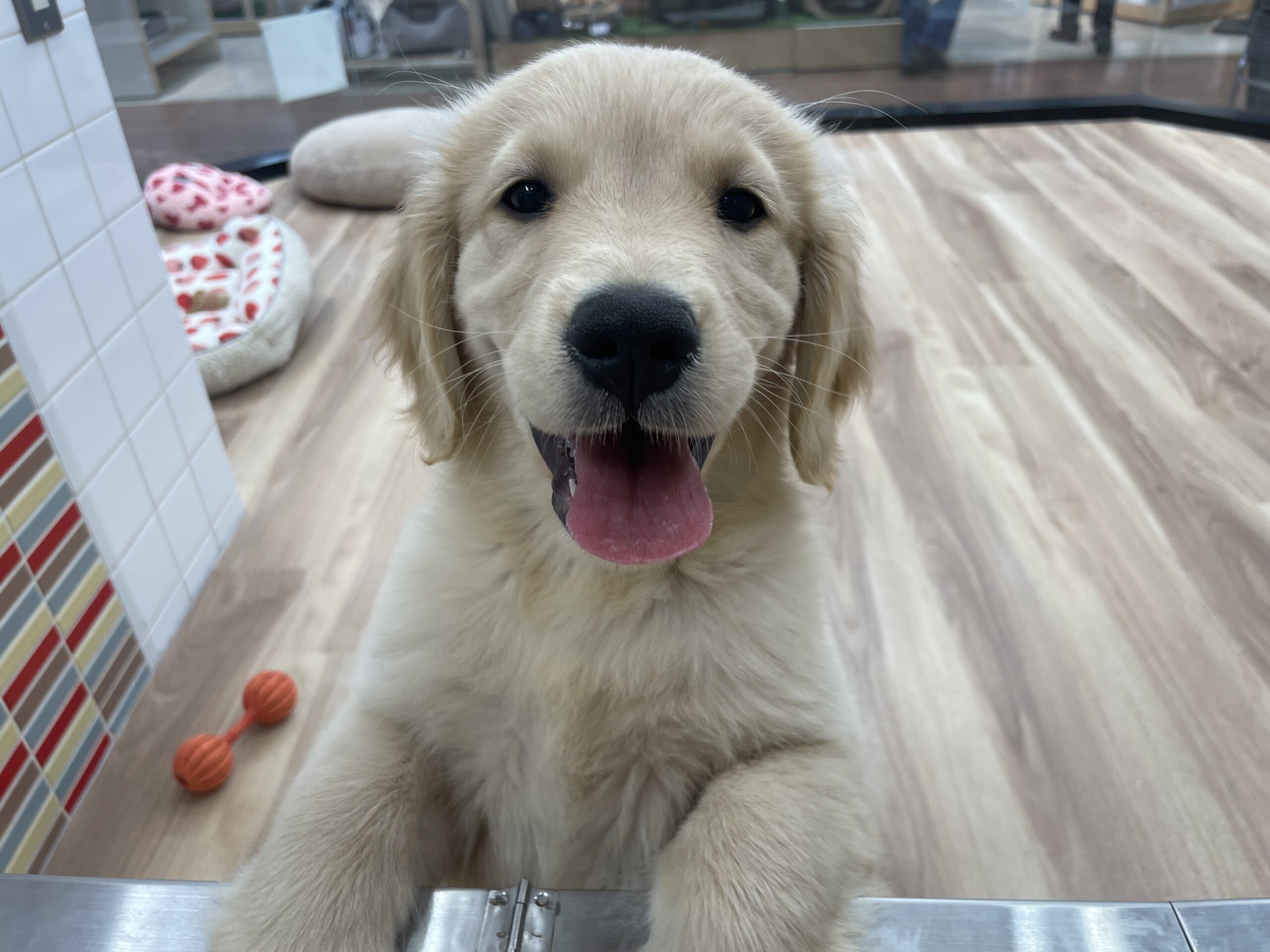 ★元気いっぱいなゴールデン君の一日★