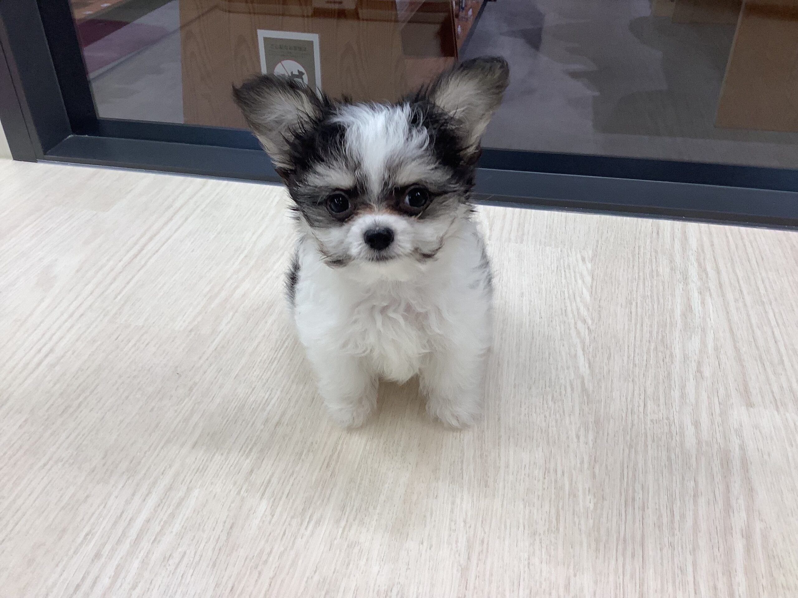 マルチワくん💙