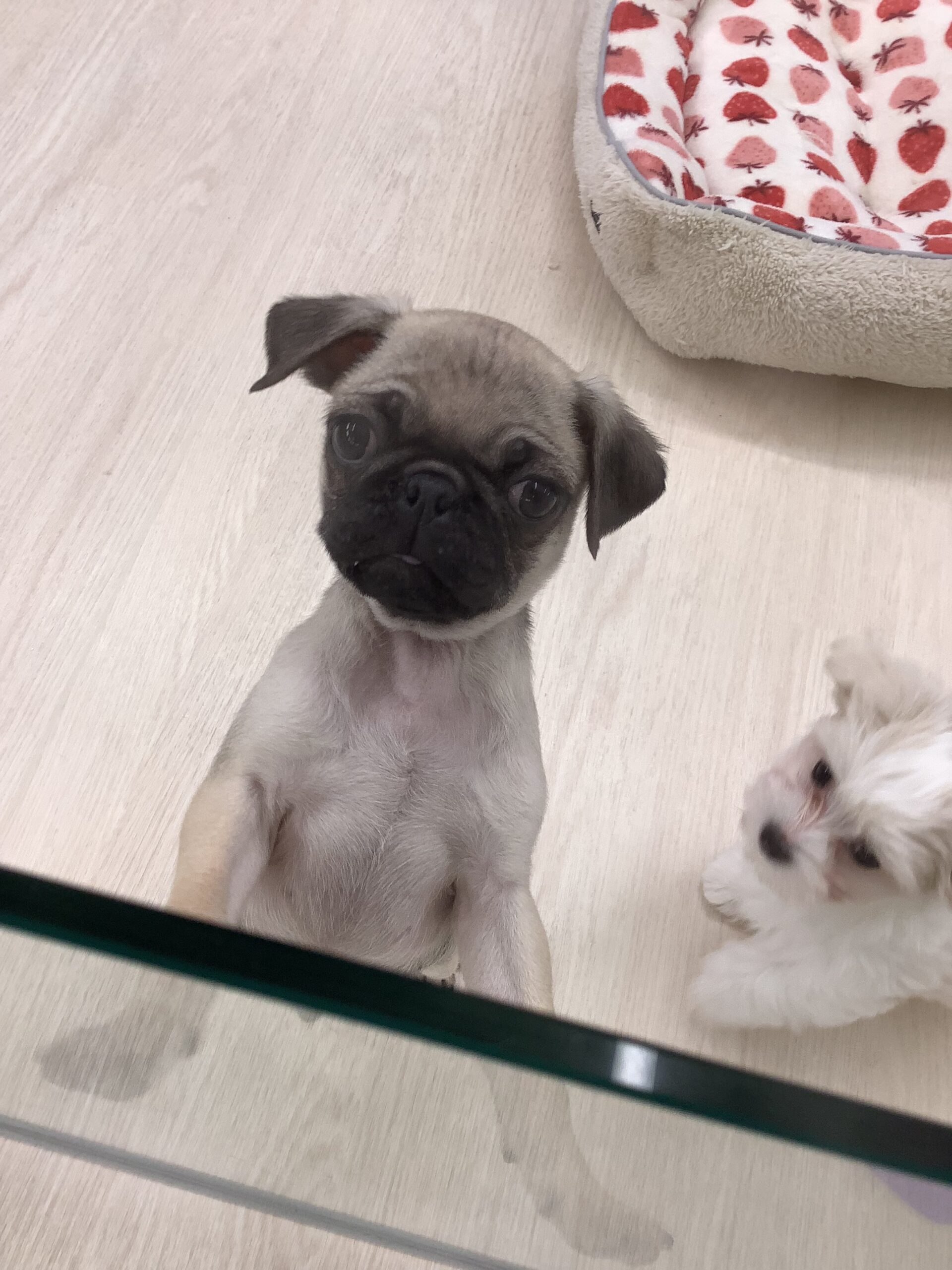 モリモリパグたん★