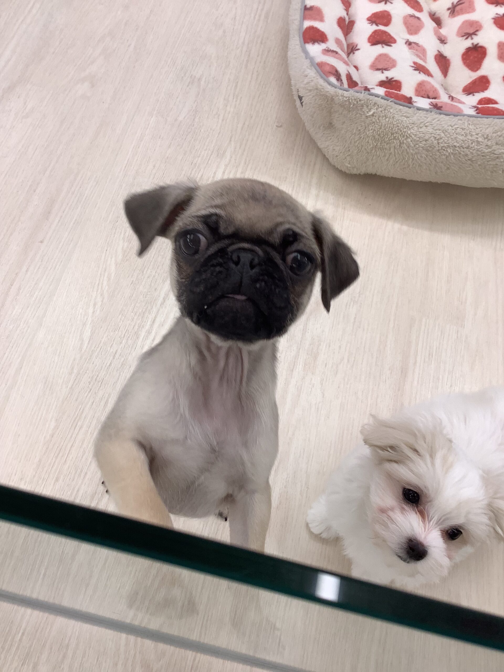 元気モリモリパグすけ★