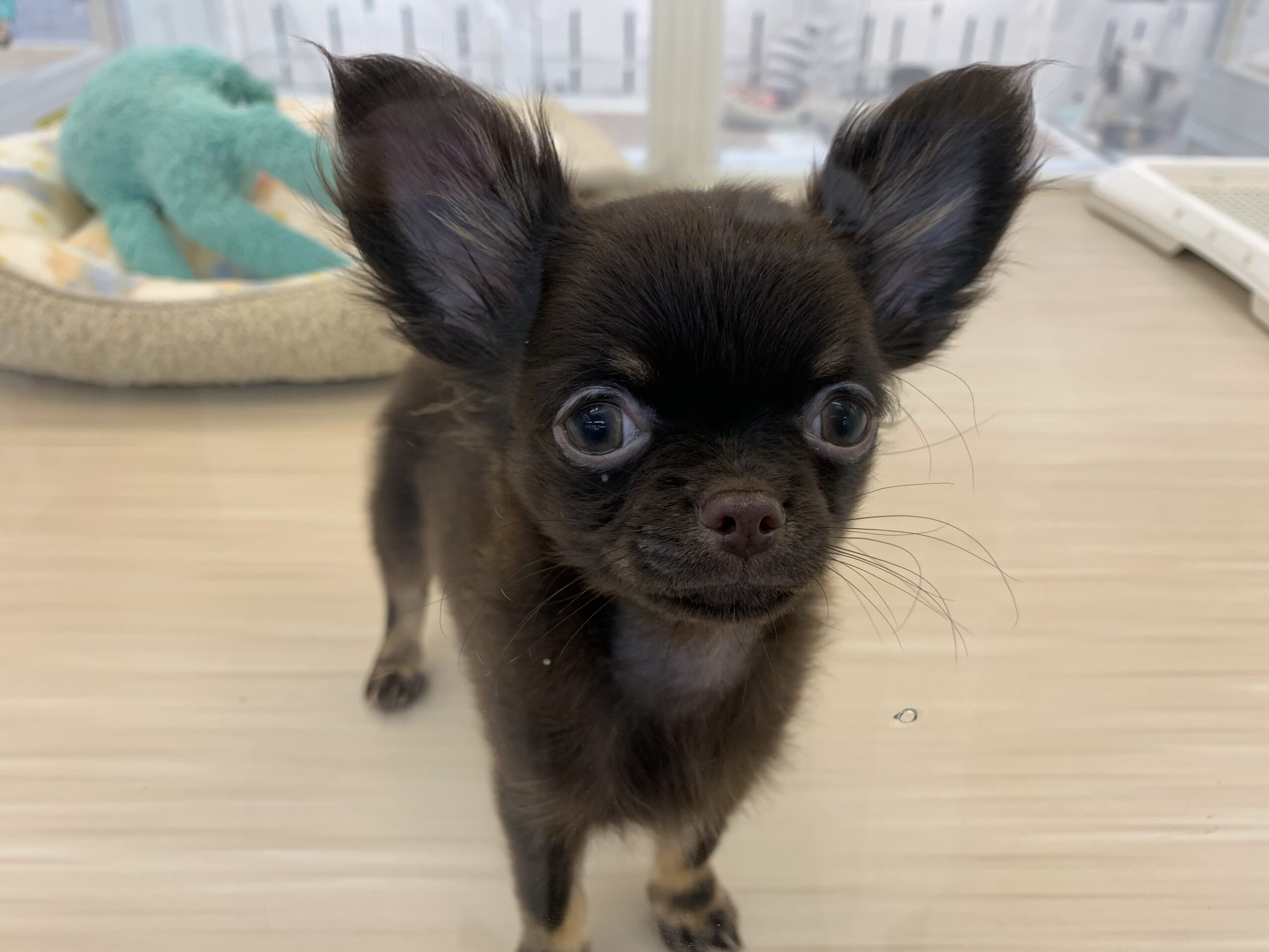 今日のちっち★