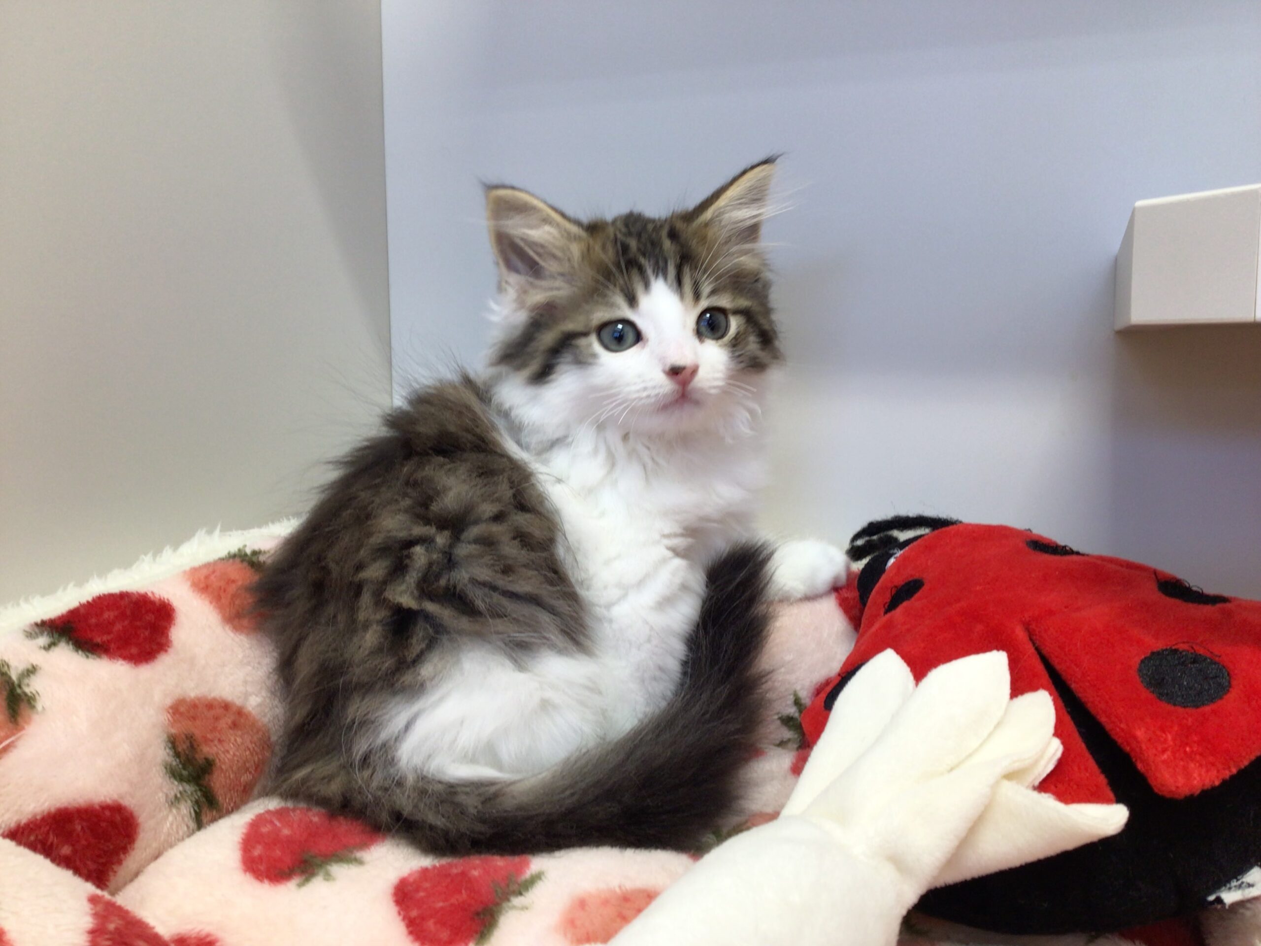 ♡♡にゃんこ仲間入り♡♡