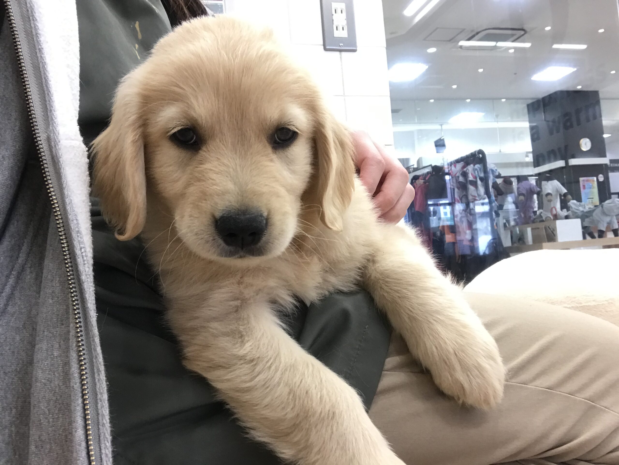 甘えん坊ゴルくん💛