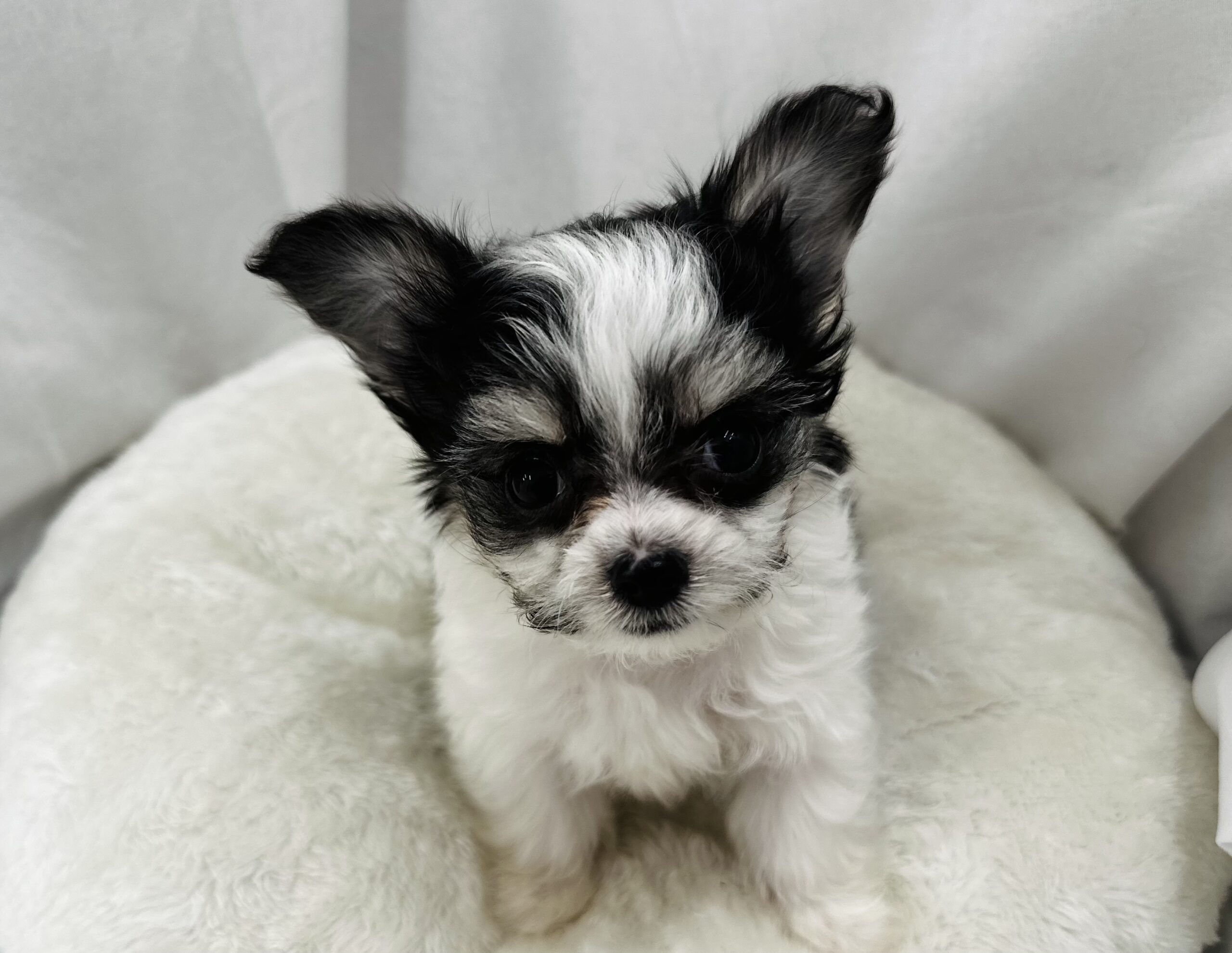 マルチワくんのご紹介💛