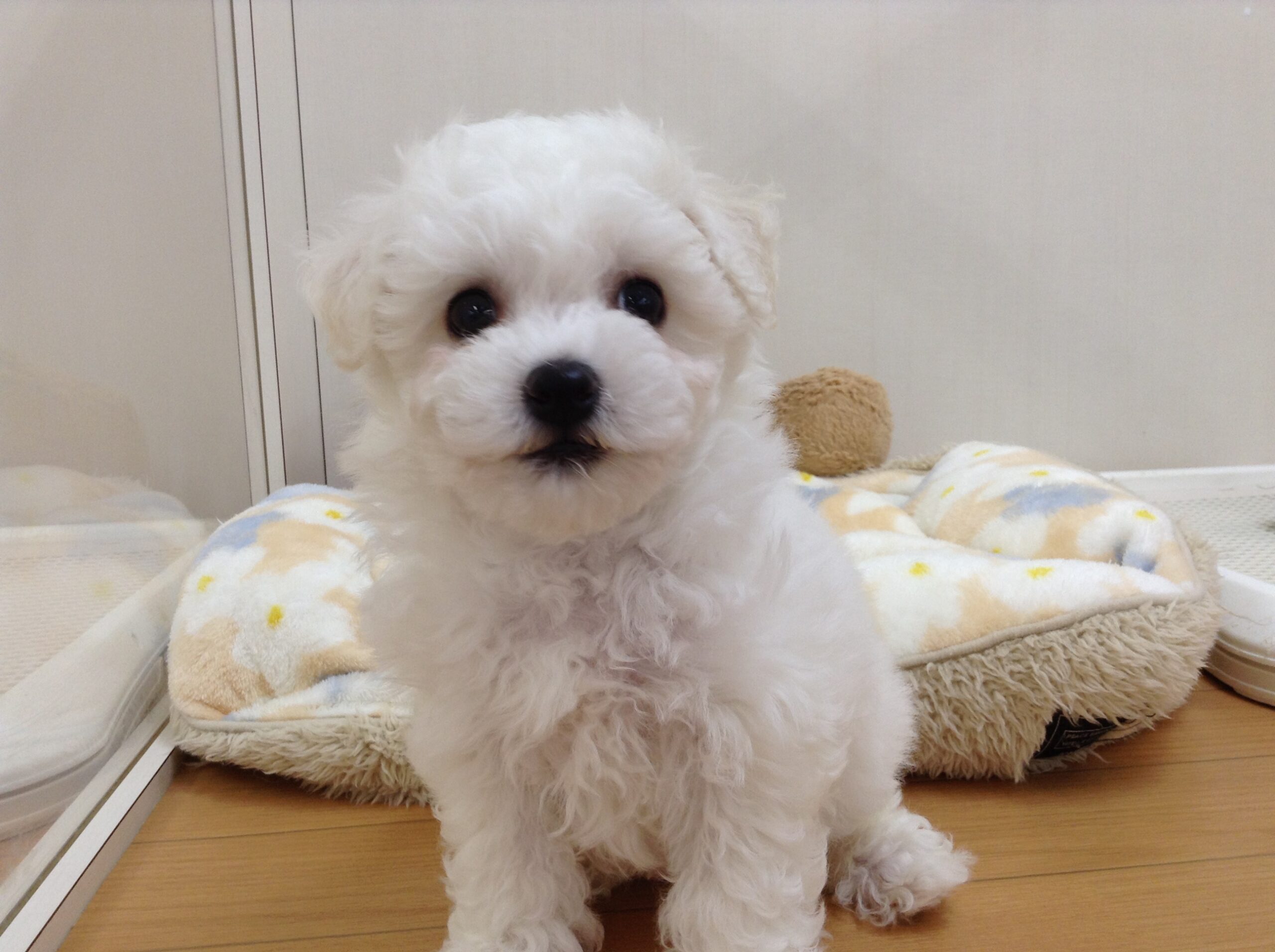 ＮＥＷオススメわんこ💕