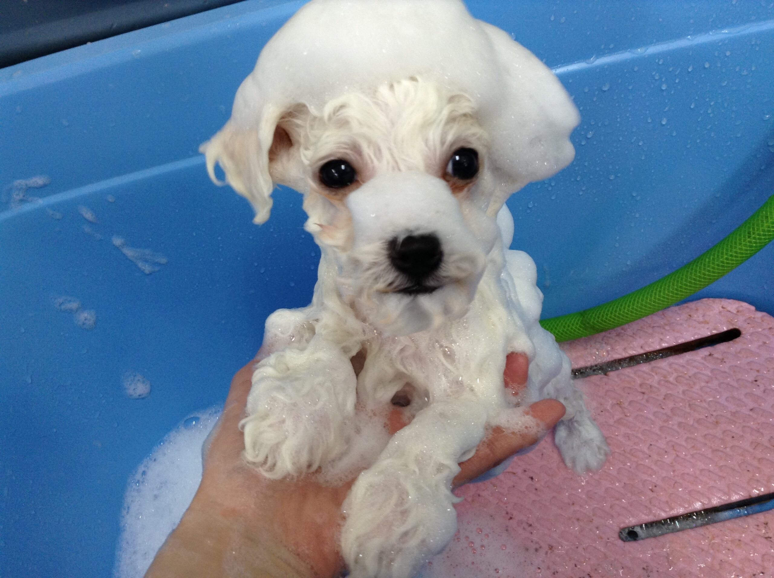 びったんシャンプーしました.。o○💗