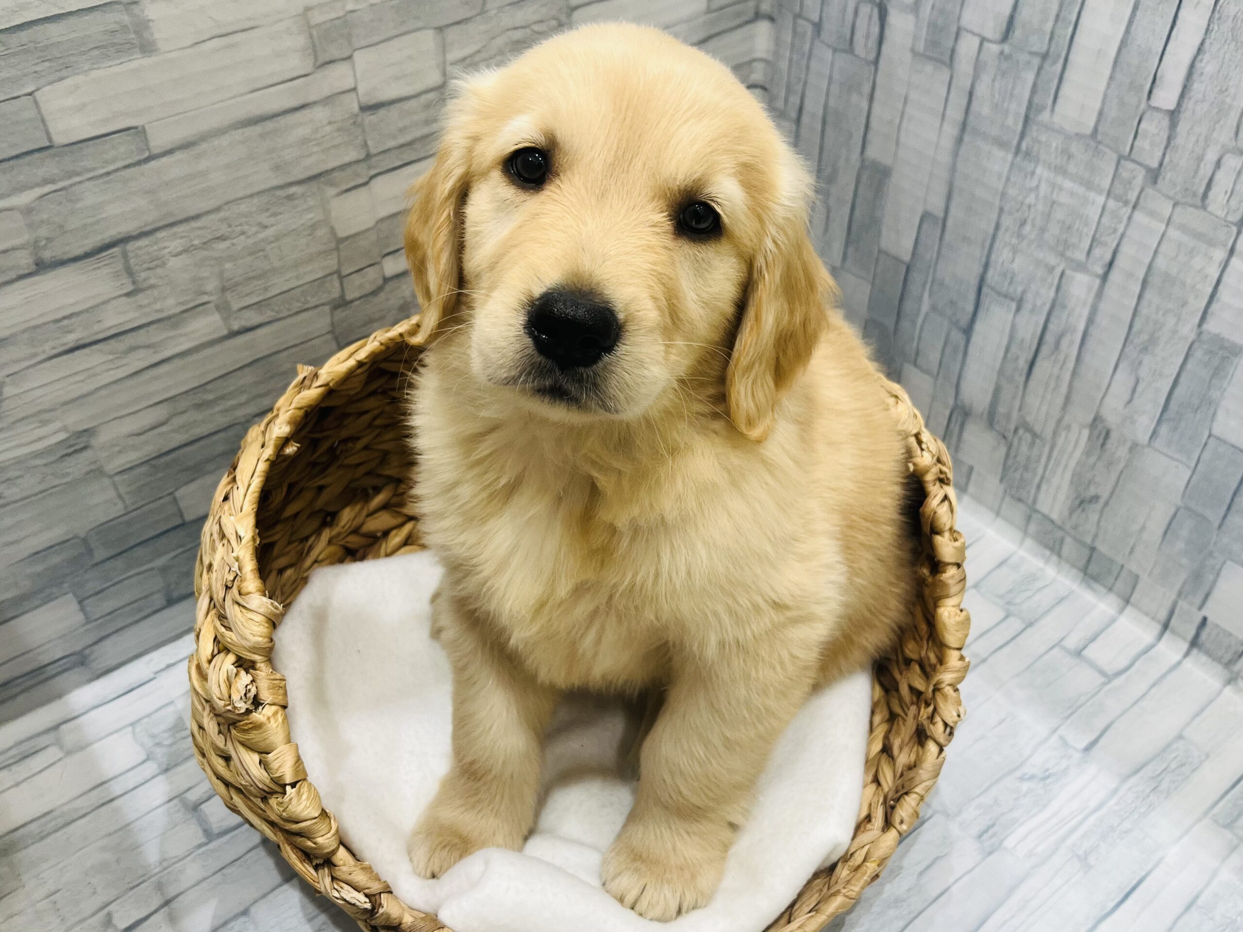 おすすめ犬紹介！！