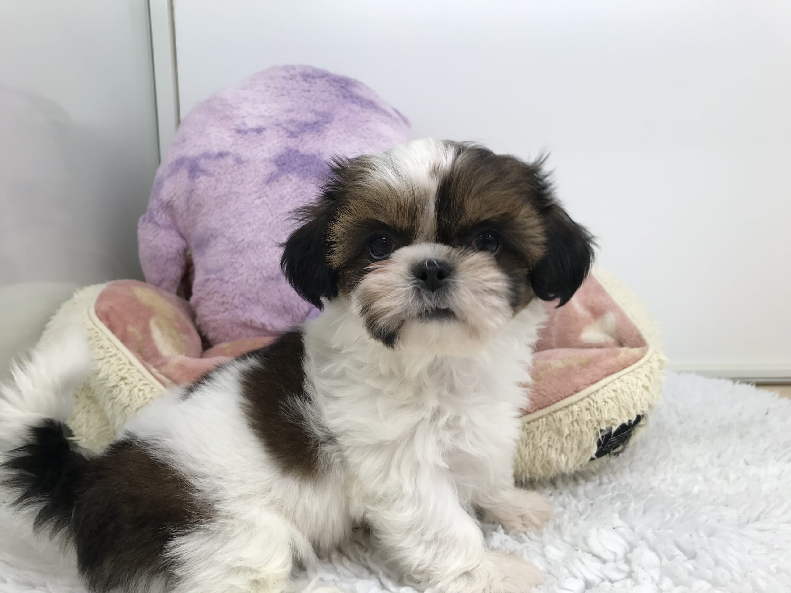 ♡♡おすすめ犬任命♡♡