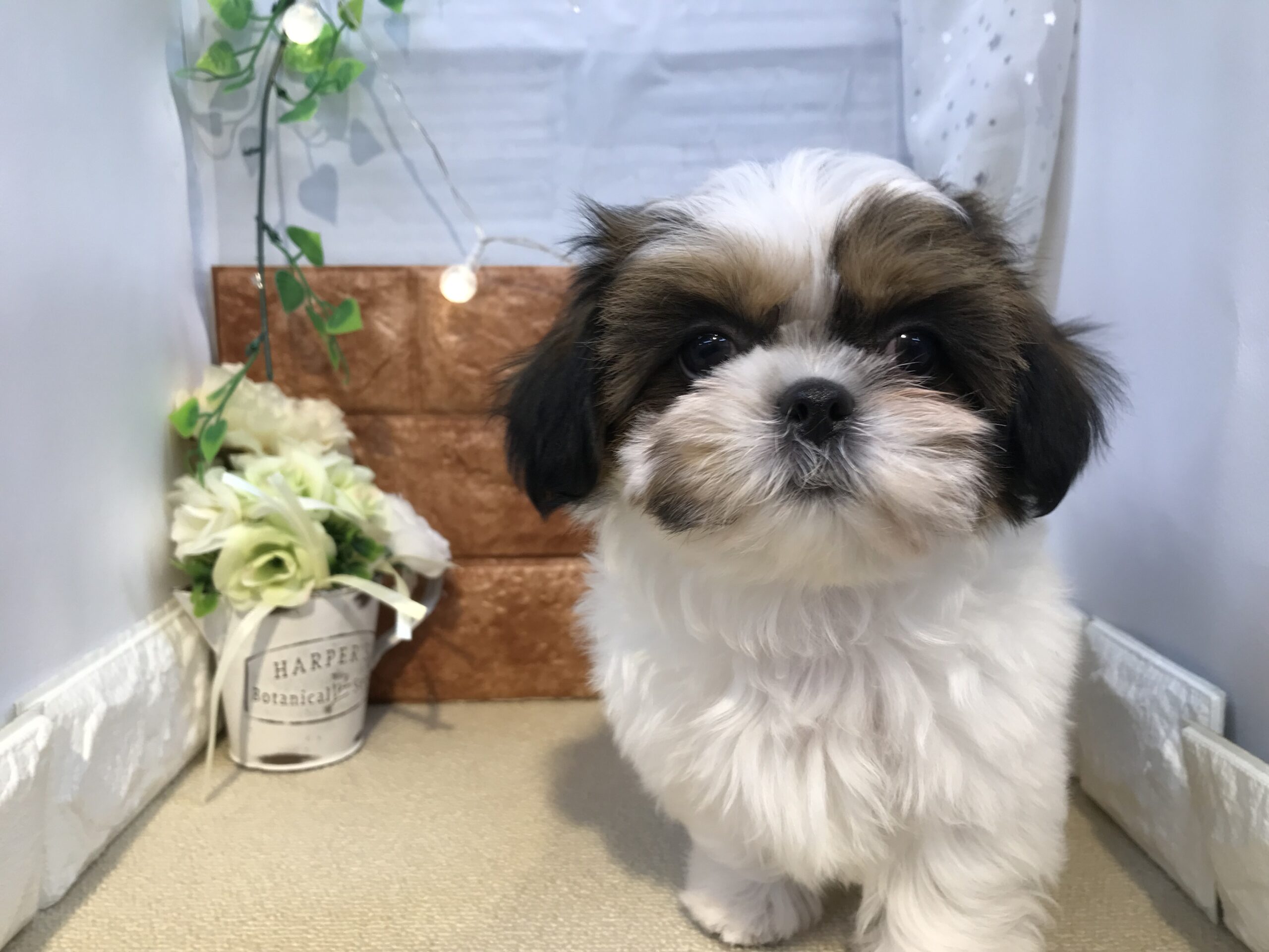 ★おすすめ犬卒業★