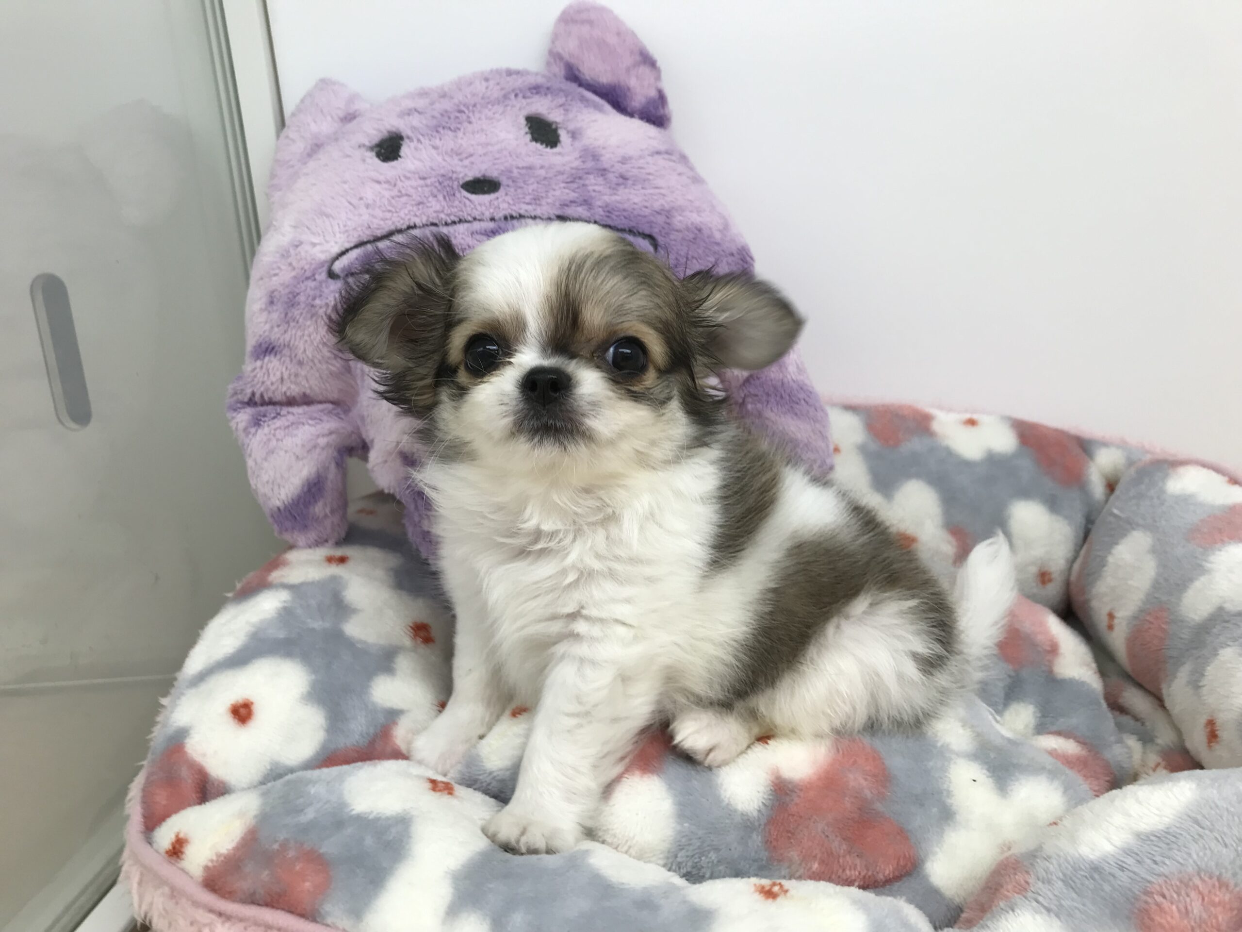 ★★おすすめ犬任命★★