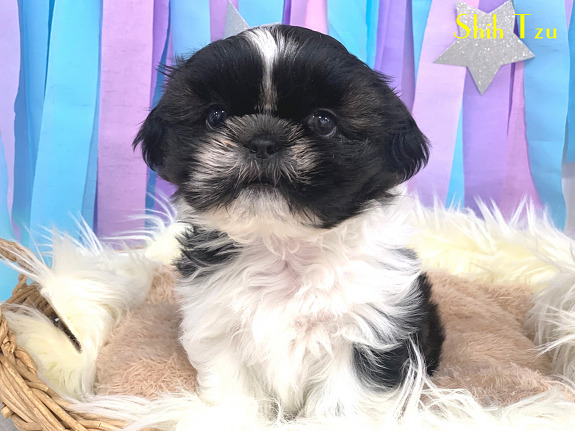 ★もちもち♡シーズーくん★