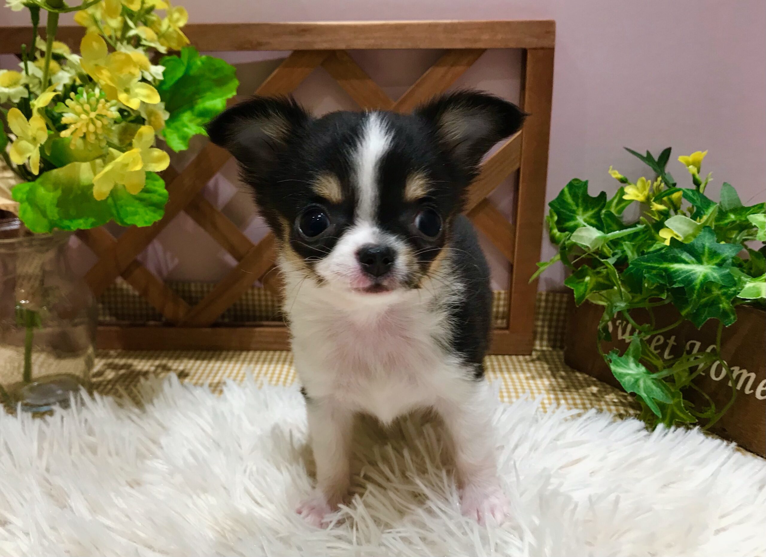 ✨🐶NEW　FACE🐱✨