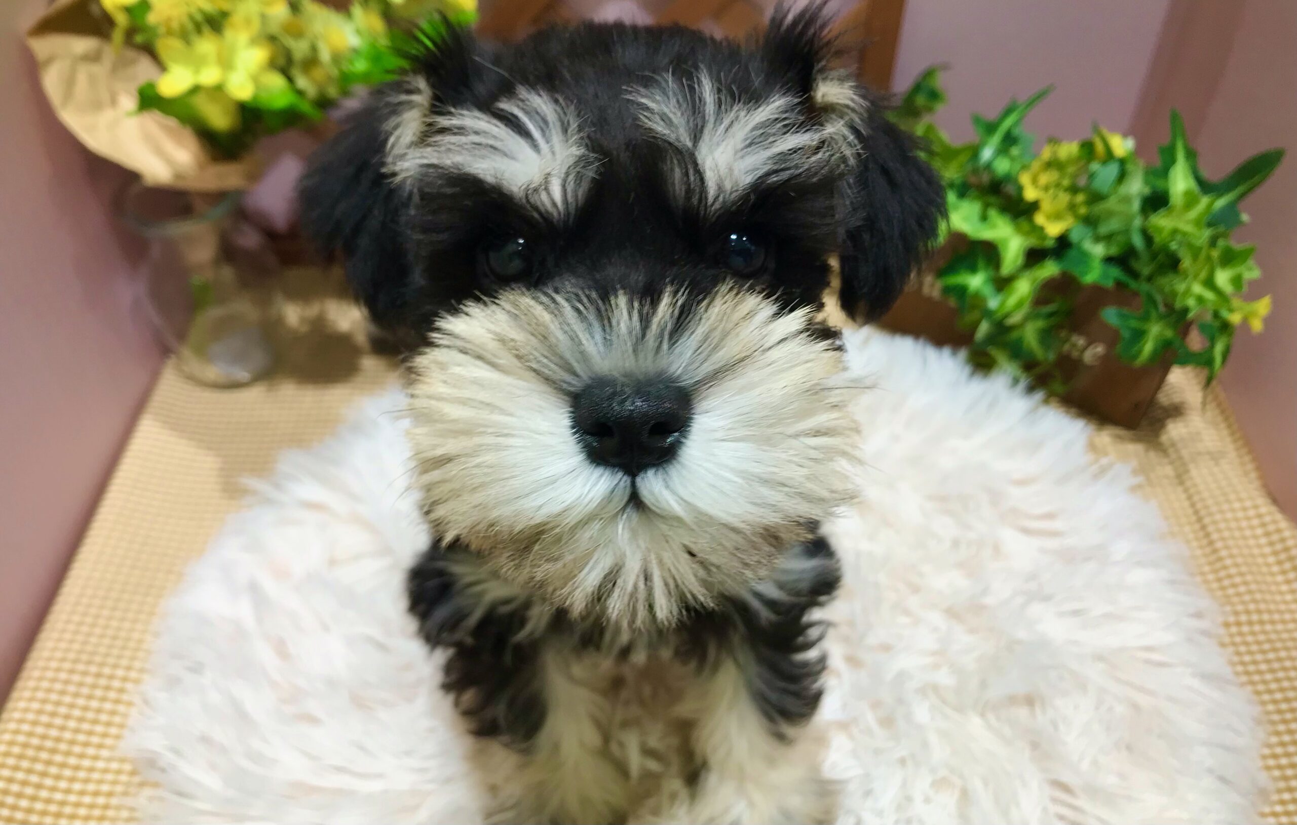 ✨🐶NEW　FACE🐱✨