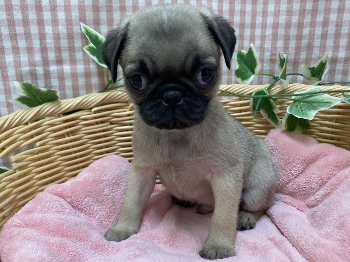 ✨🐶おすすめ犬バトンタッチ🐱✨