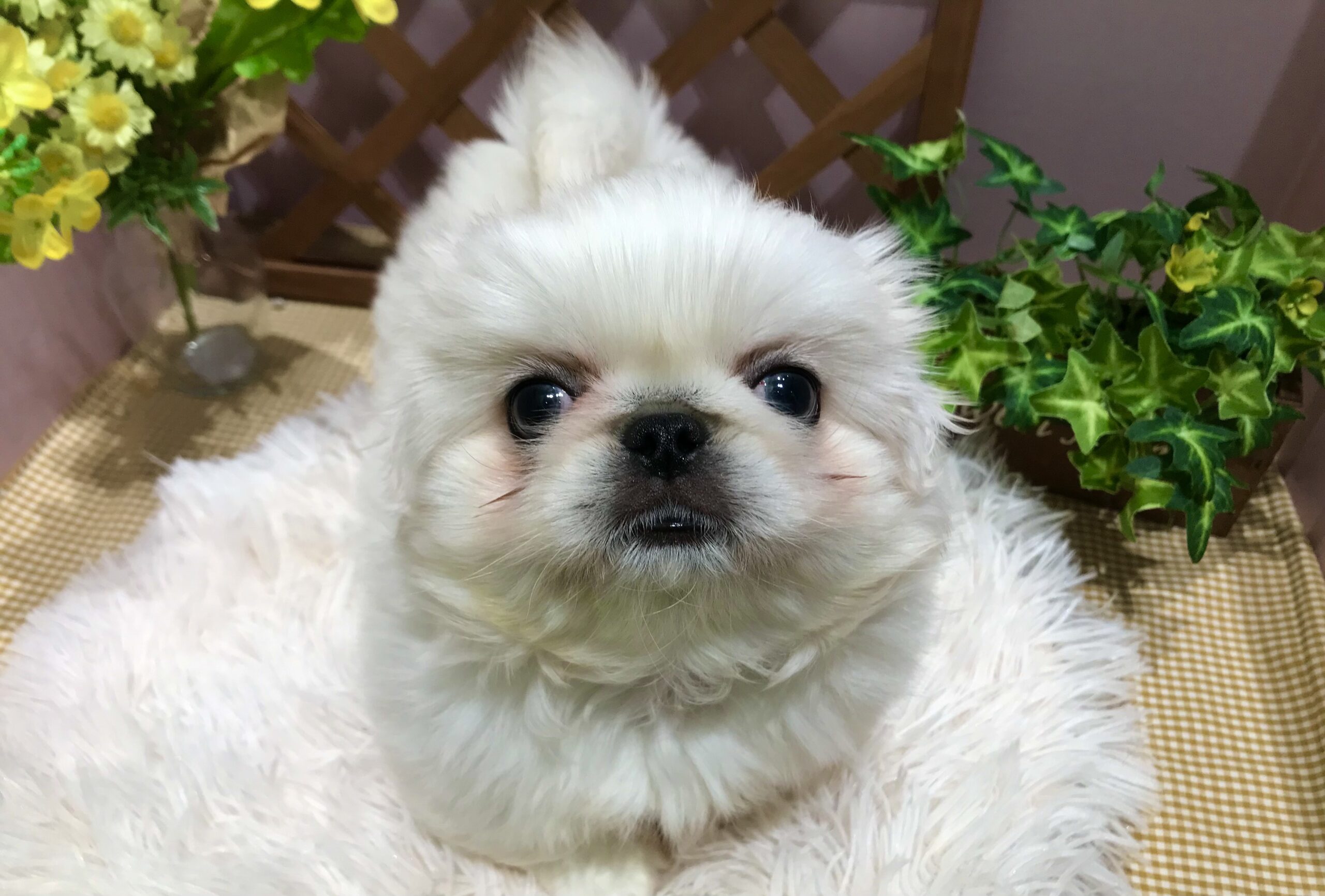 ✨🐶NEW　FACE🐱✨