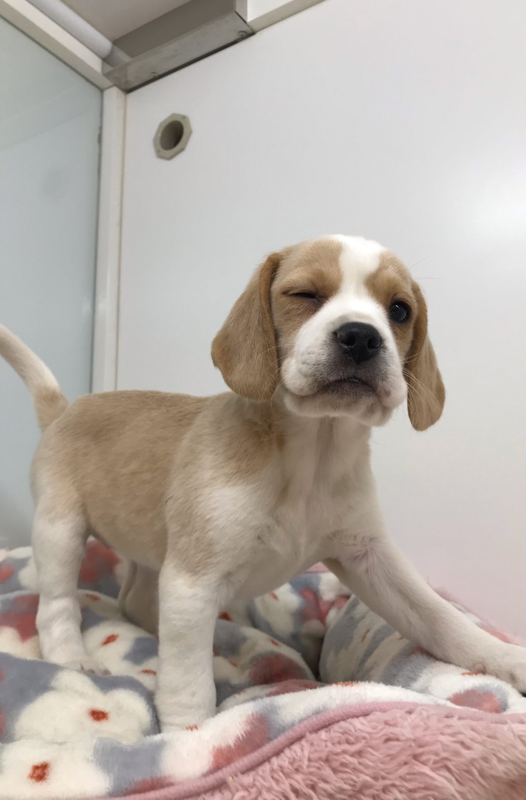 ✨🐶おすすめ犬バトンタッチ🐱✨