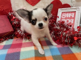 白石店おすすめ犬チェンジです！