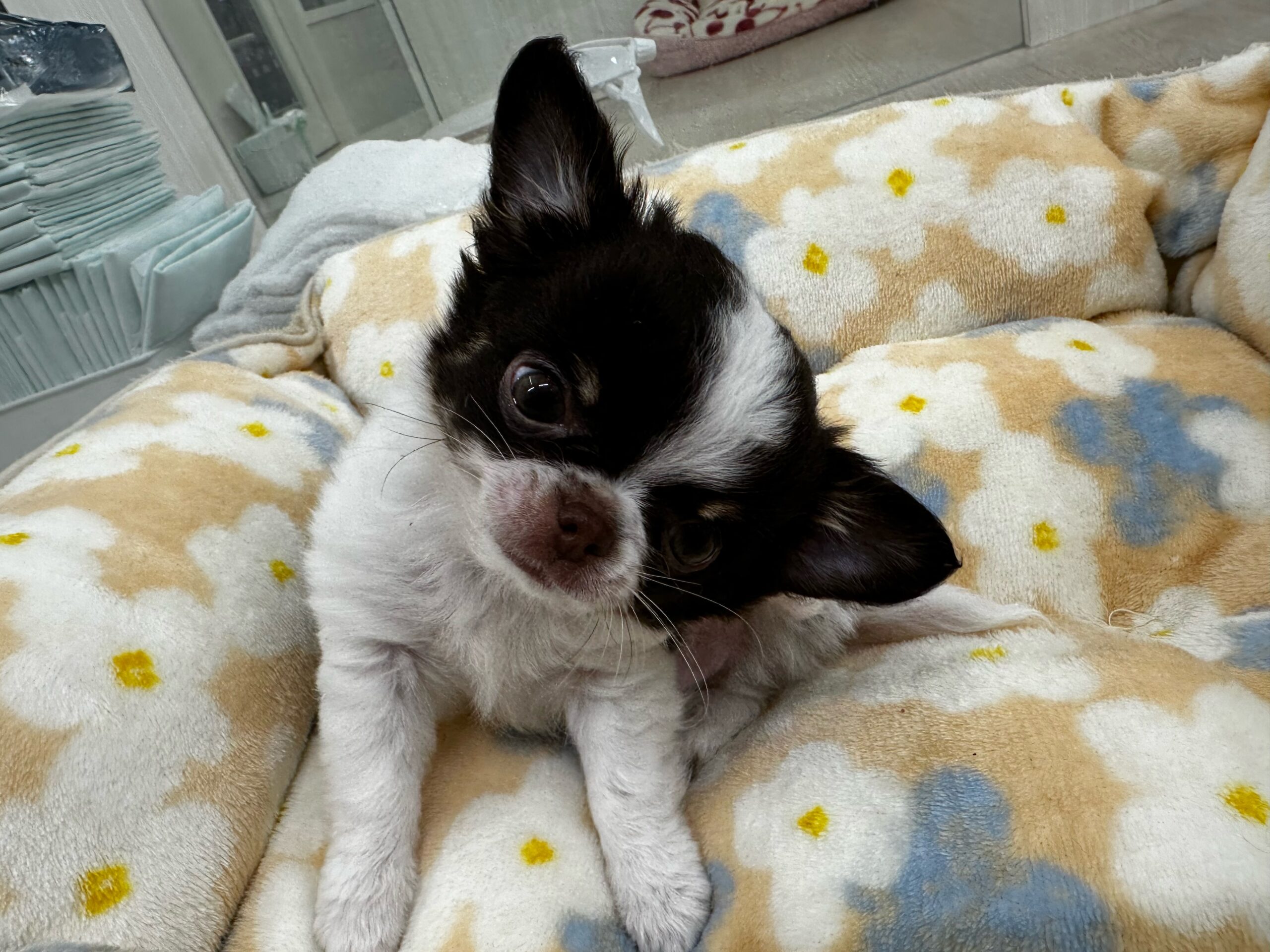 ホワイト＆チョコカラーのちーくん🐶