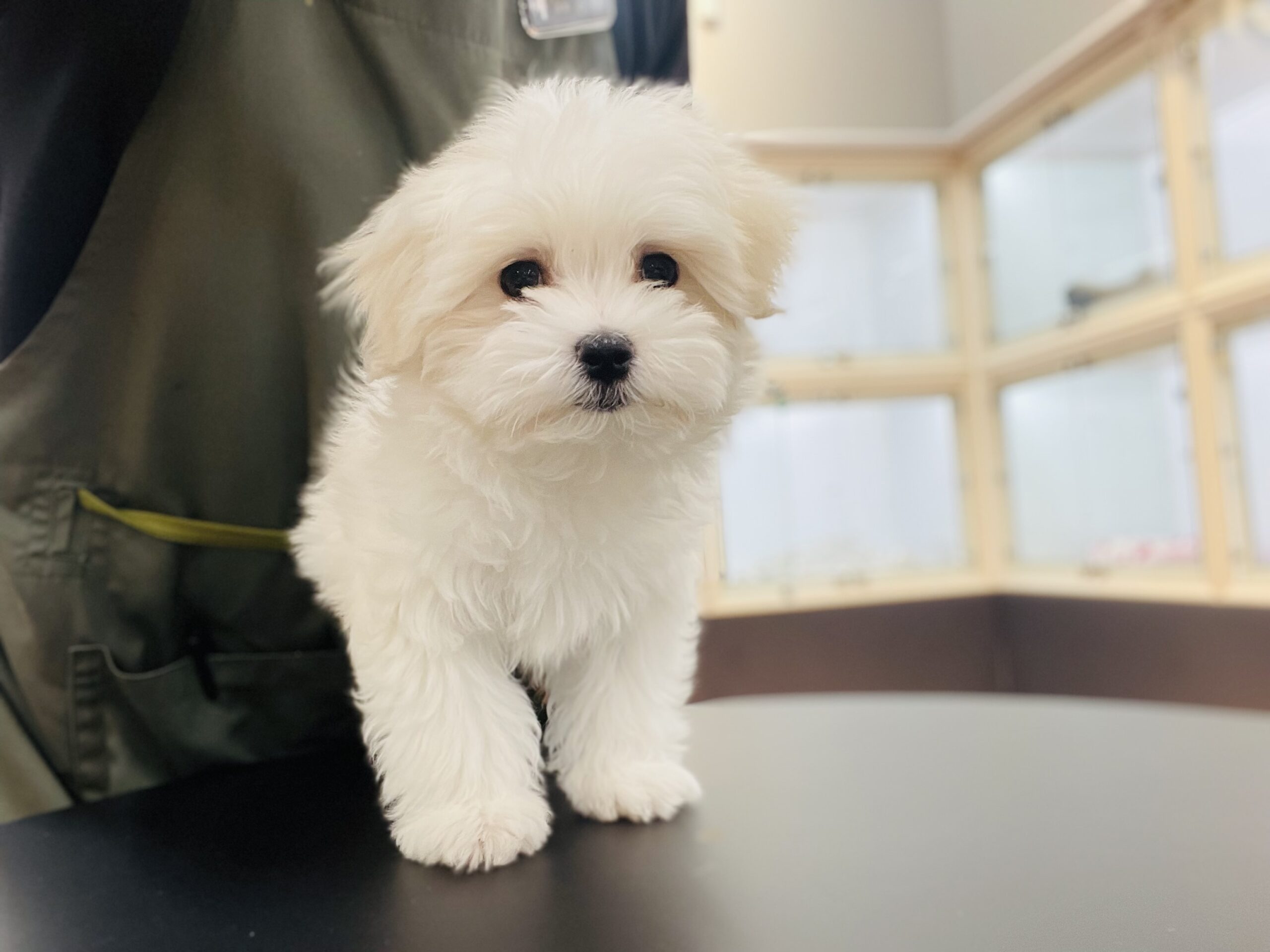 ★平岡店おすすめ犬★