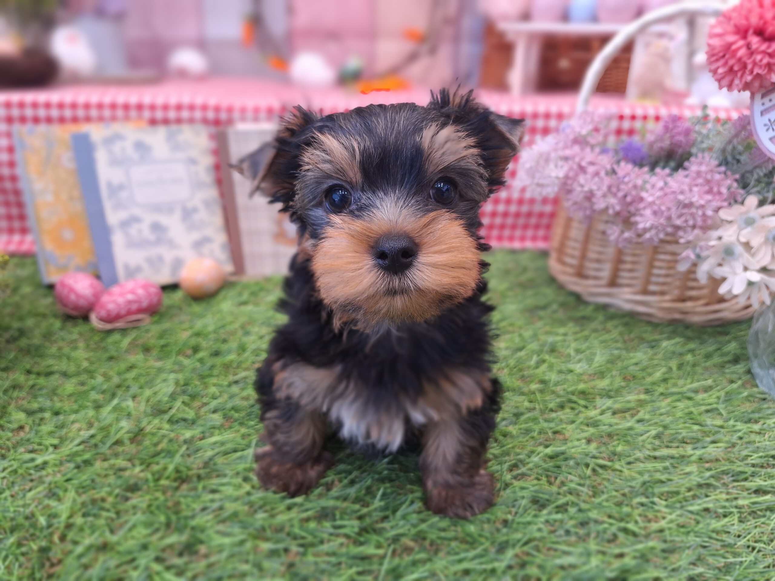 ヨーキーくん💙