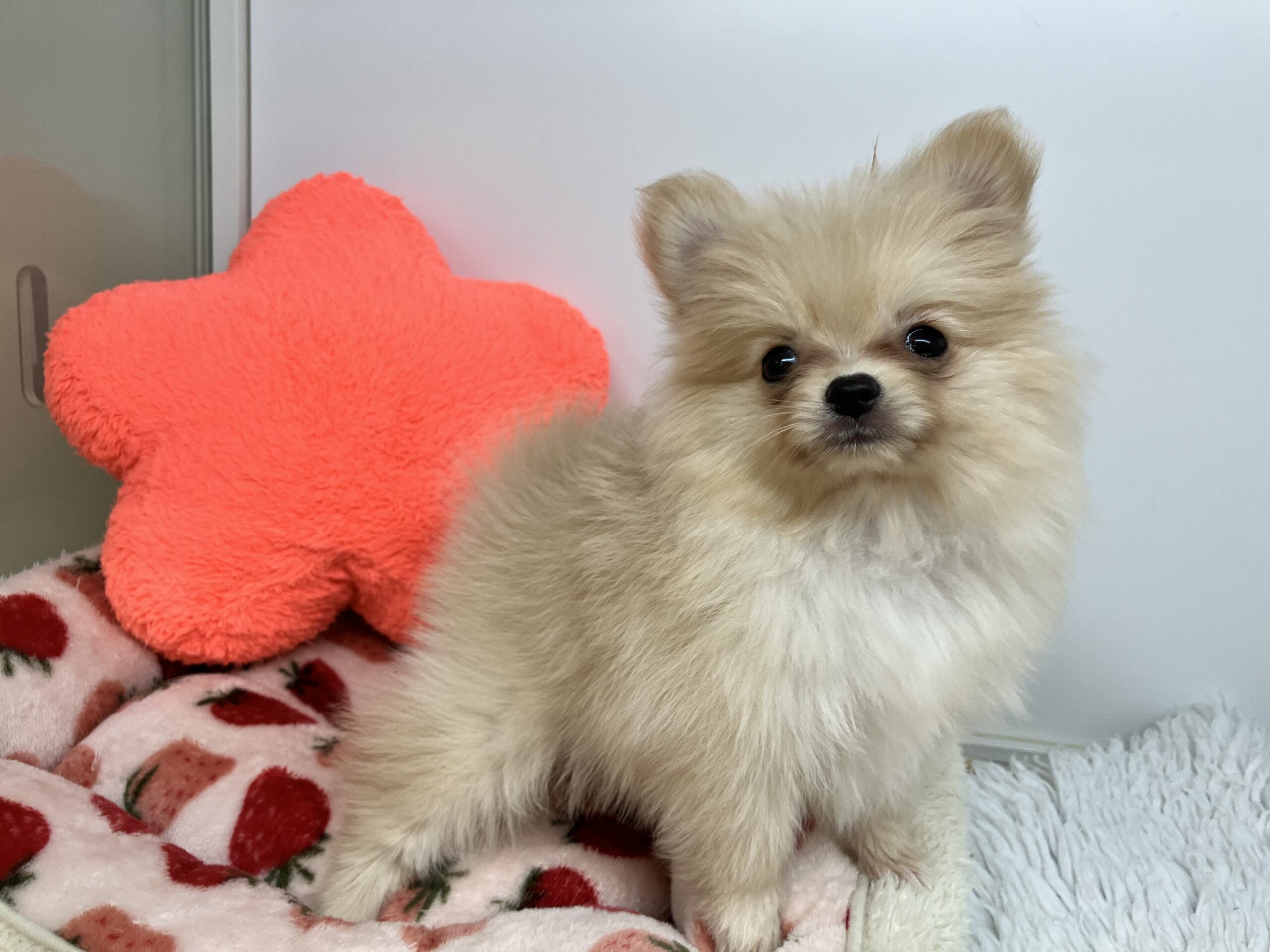 ★★おすすめ犬★★