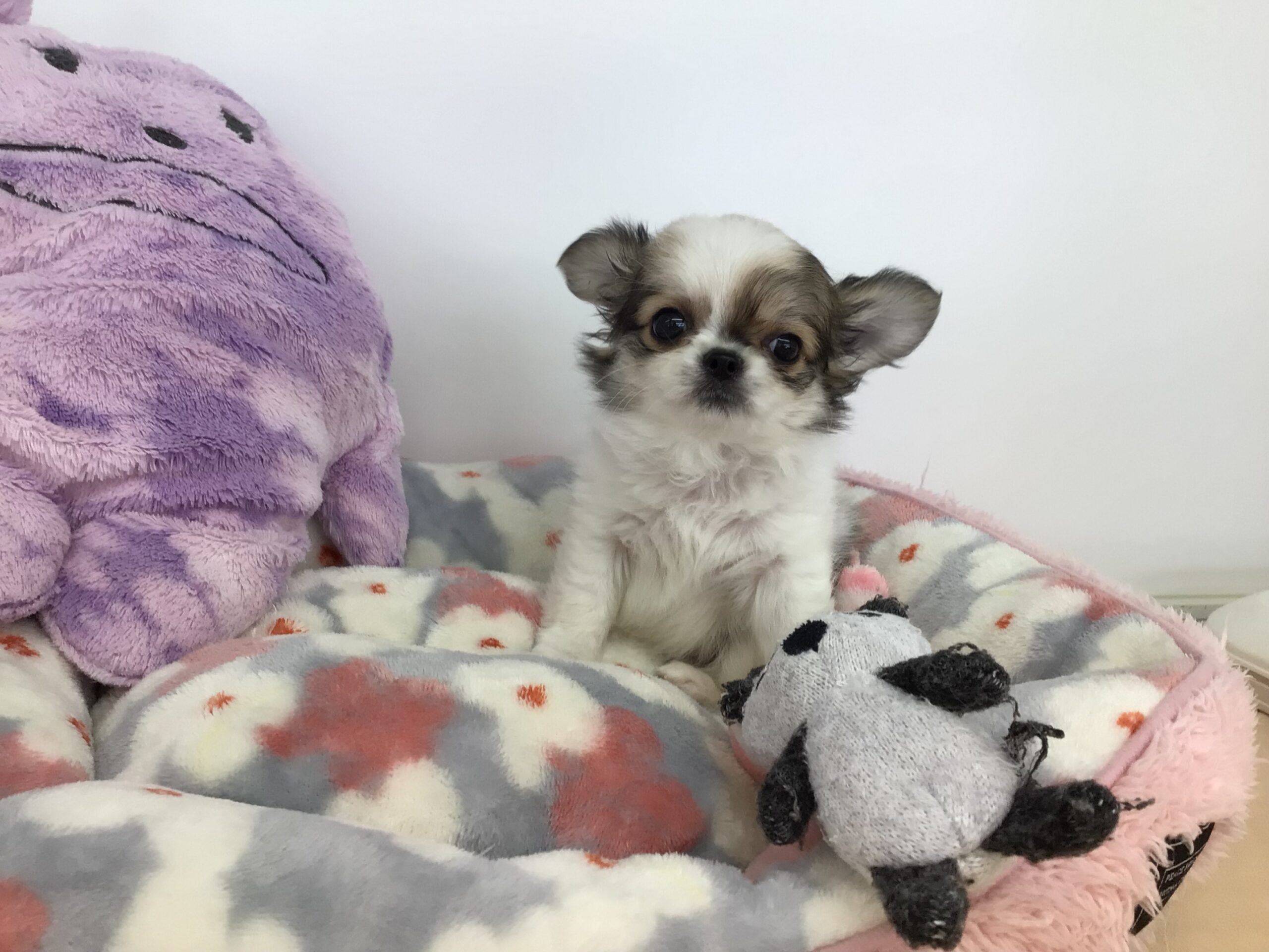 ★★おすすめ犬卒業★★