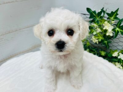 バトンタッチ🌸